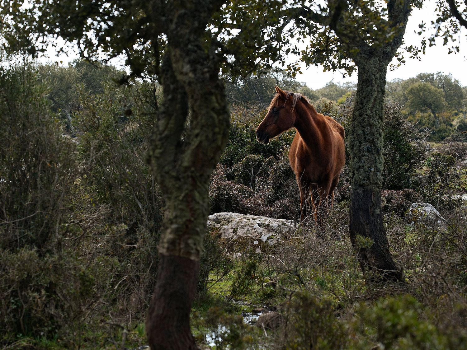 A chestnut horse stands among rocky terrain and lush green trees in a wild forest landscape.