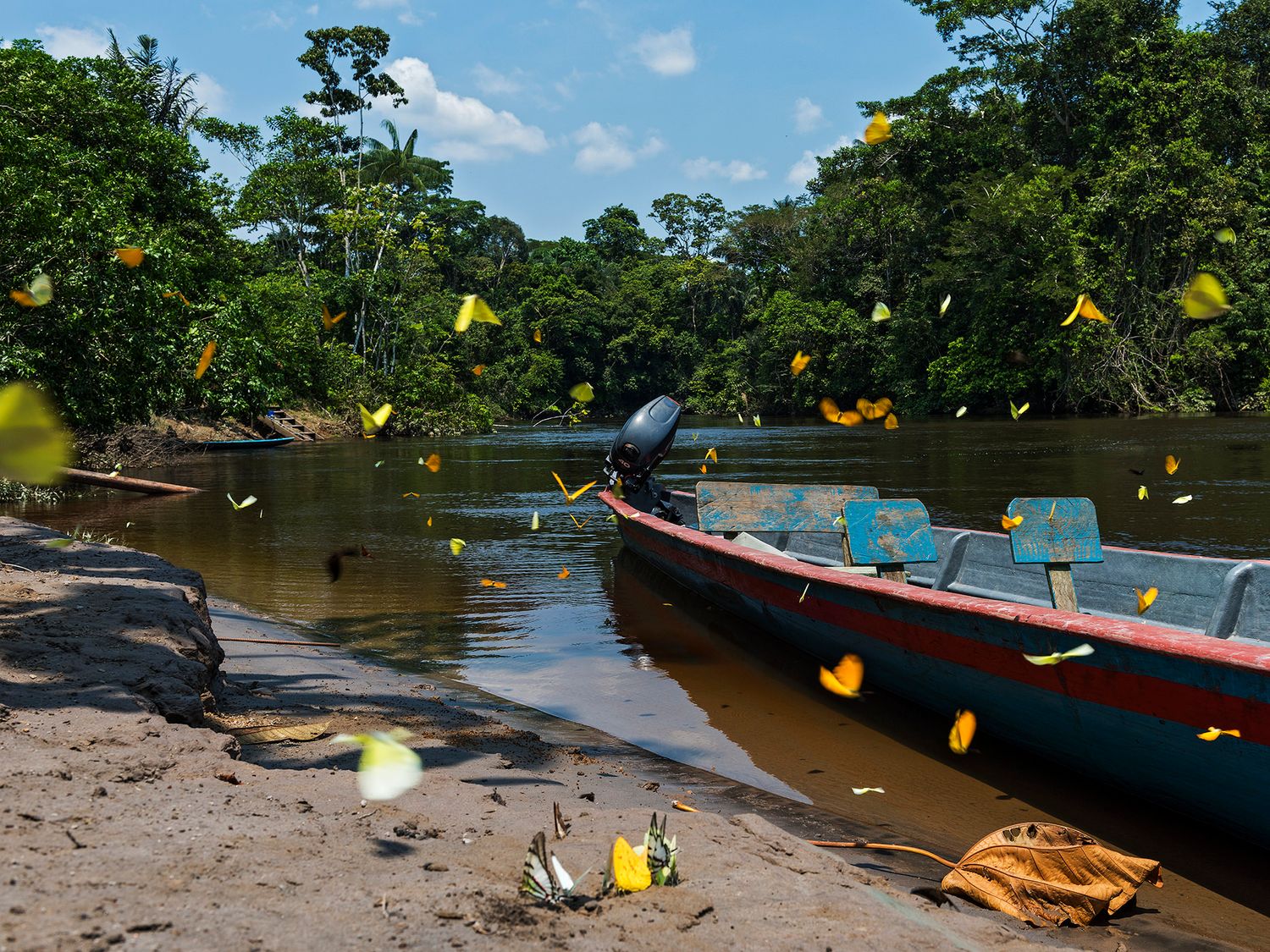 A motorboat docked on a muddy Amazon riverbank surrounded by swarms of yellow butterflies with lush jungle in the background.