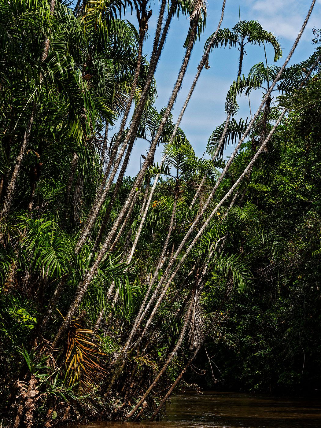 Lush tropical rainforest with tall palm trees leaning over a muddy river under a blue sky.