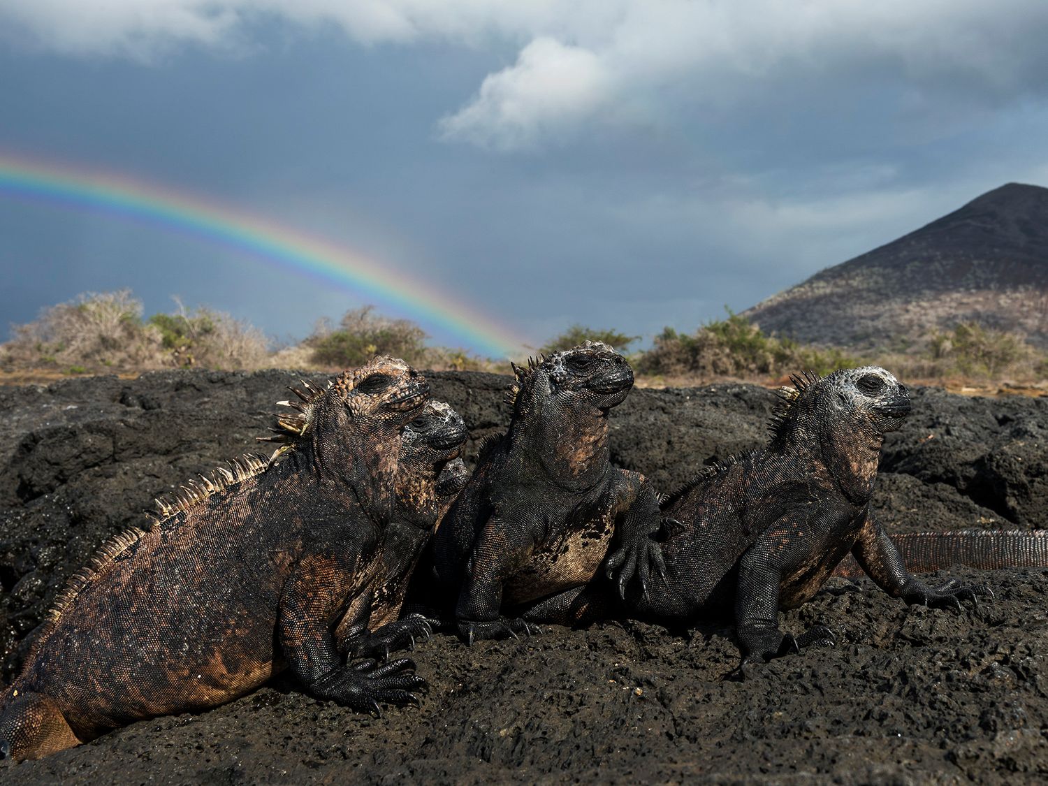 Marine iguanas basking on volcanic rocks in the Galapagos Islands with a vibrant rainbow arching over a stormy sky.