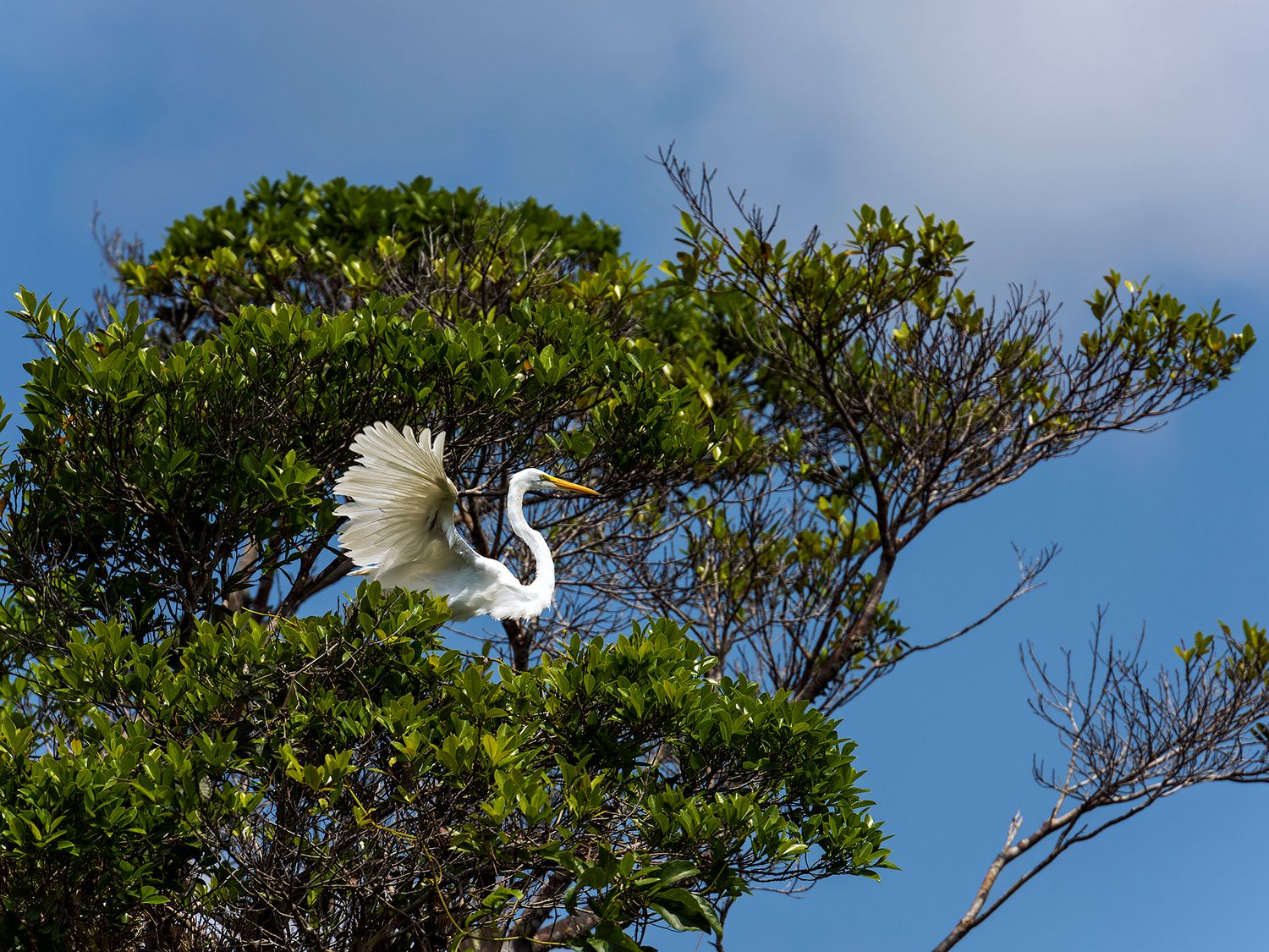 A great egret spreads its wings atop a lush green tree against a bright blue sky.