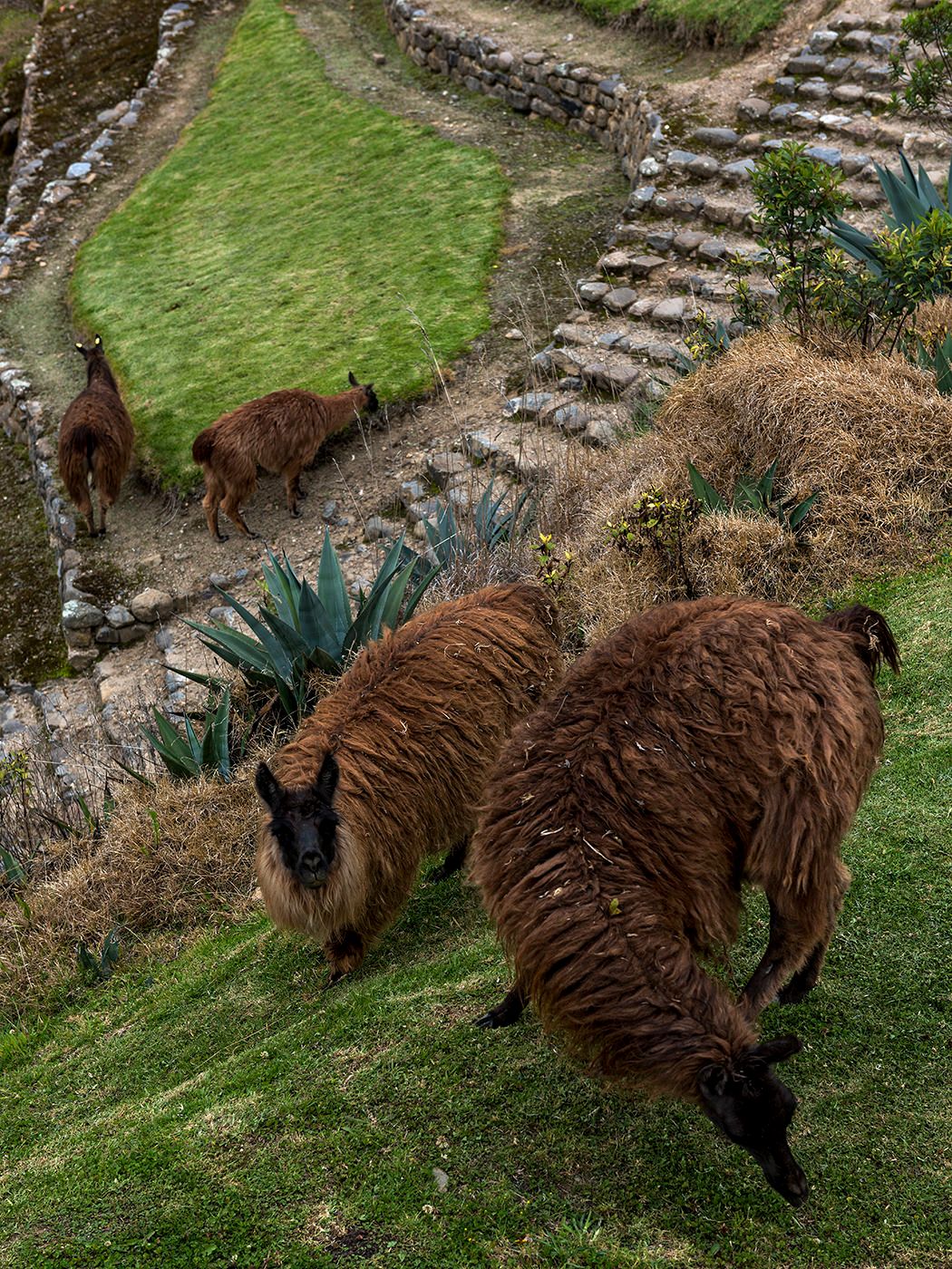Three brown llamas grazing on green terraced hillside at Machu Picchu ancient Inca ruins in Peru.