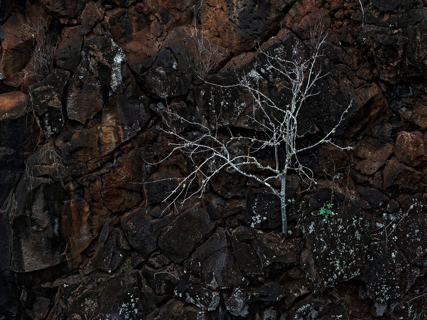 Bare white tree growing against dark rugged volcanic rock face with small green plants visible at base.