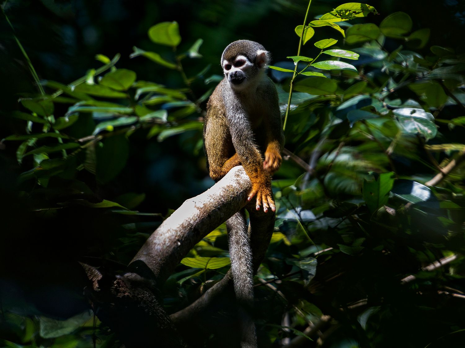 A squirrel monkey perched on a branch surrounded by lush green foliage in a tropical rainforest.