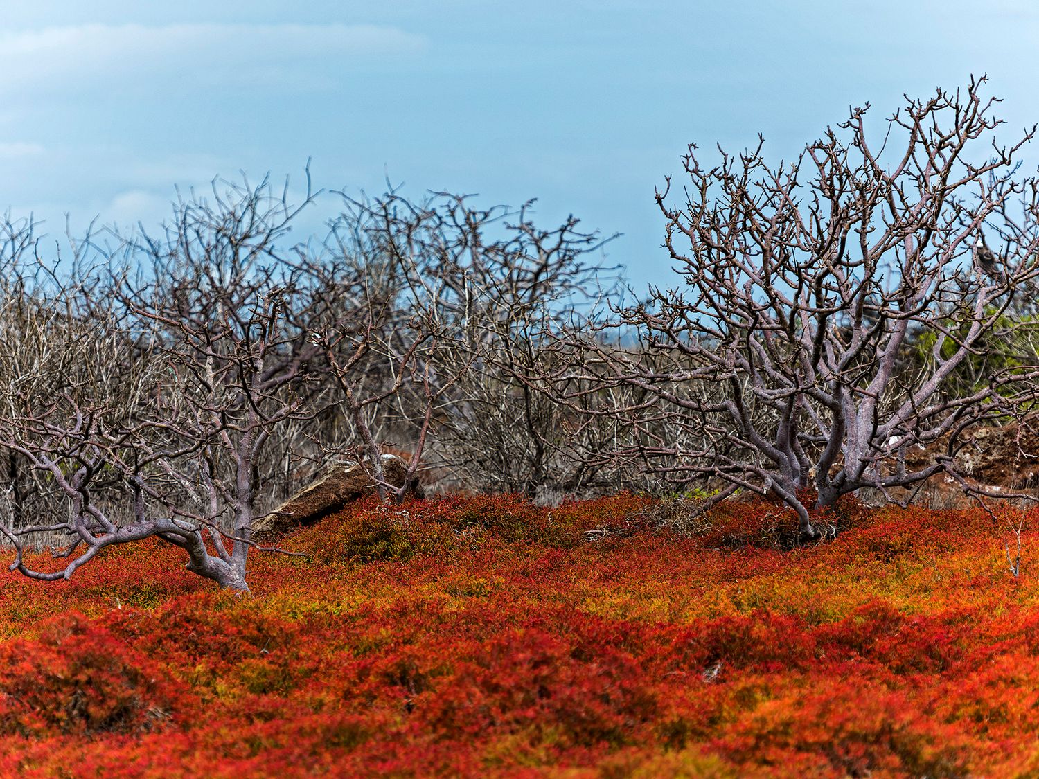 Bare twisted trees stand among vibrant red and orange autumn foliage under a blue sky in a wild landscape.