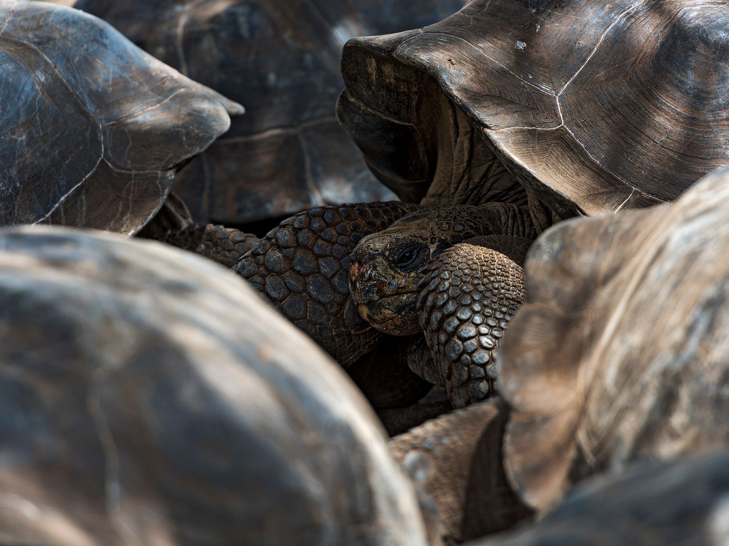 Close-up of giant Galapagos tortoises clustered together, with one tortoise head visible among dark, textured shells.