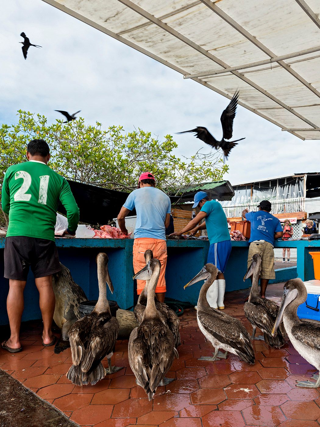 Fishermen at a market counter in Galapagos Islands, surrounded by pelicans and frigatebirds competing for scraps.