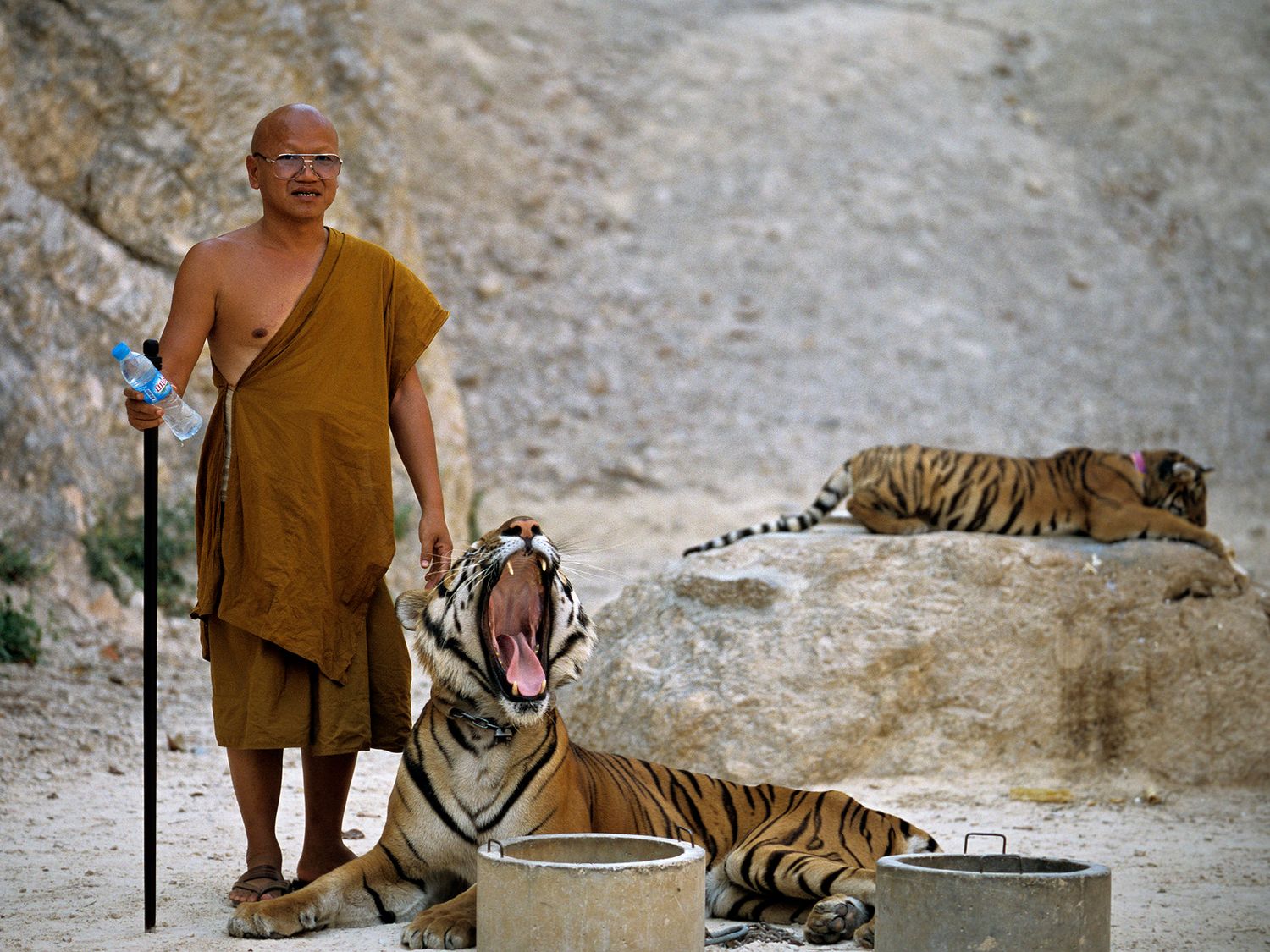 Buddhist monk stands beside a yawning Bengal tiger with other tigers resting in rocky terrain.