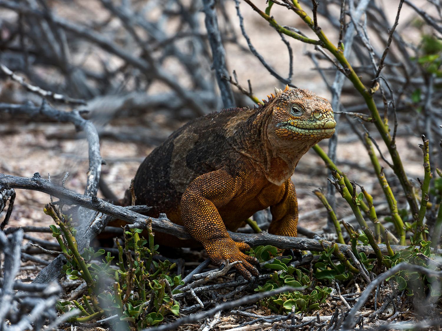 A colorful land iguana with orange and green scales perched among dry branches in the Galapagos Islands.