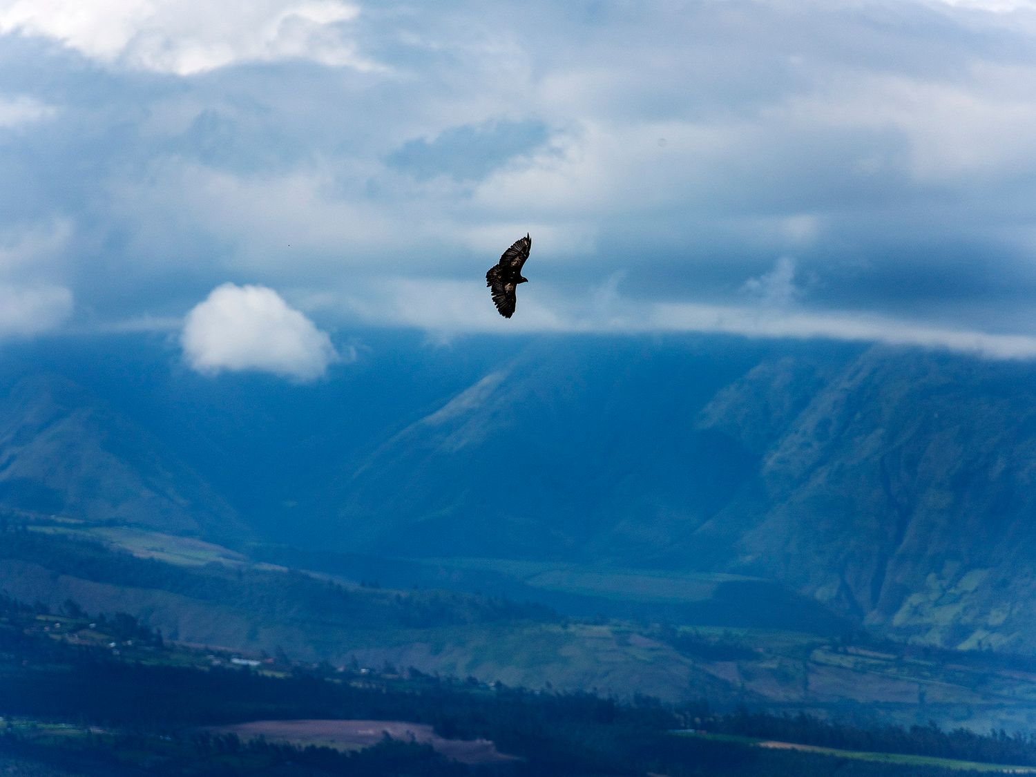 A dark bird soars gracefully over a stunning mountain valley with dramatic blue cloudy skies in the background.