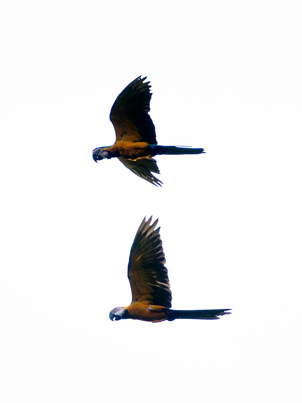 Two colorful macaw parrots in mid-flight against a white sky, showcasing vibrant blue and yellow plumage.