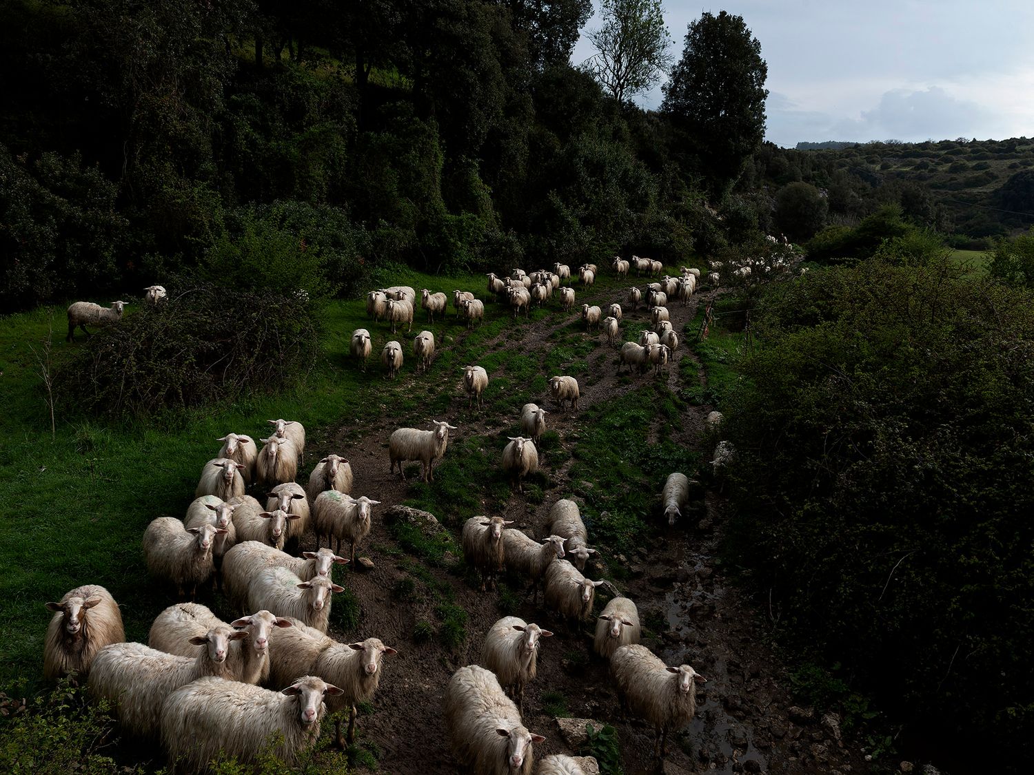 Large flock of white sheep grazing and walking along a narrow green hillside path surrounded by lush trees.