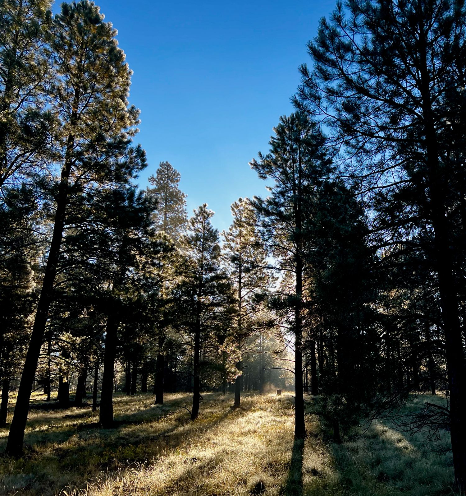 Sunlight filtering through tall pine trees in a forest with golden grass ground cover.