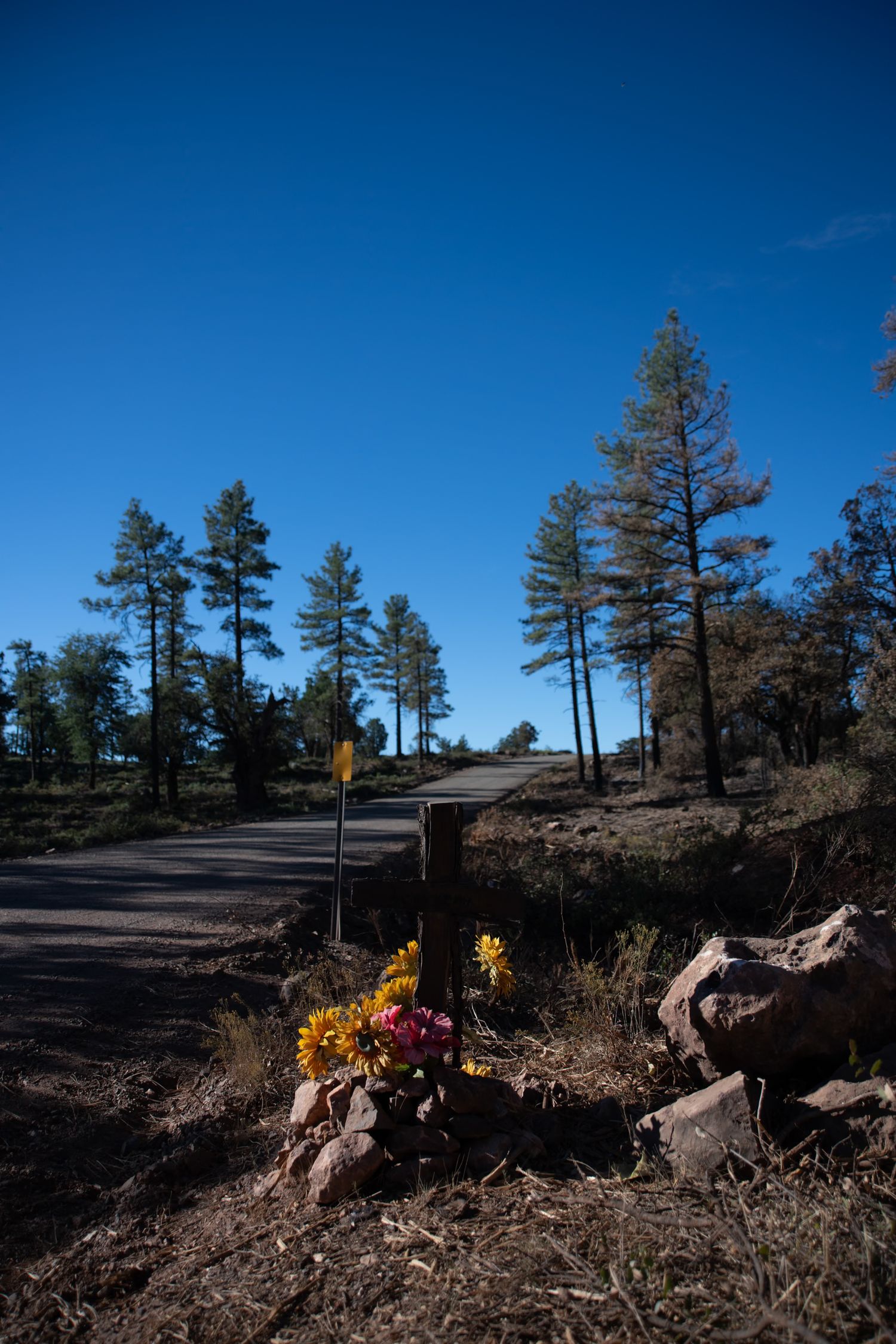 Roadside memorial cross with yellow flowers beside a rural road lined with pine trees under blue sky.