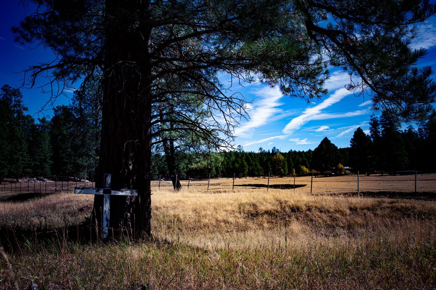 Simple dark wooden cross memorial leaning against a pine tree overlooking a golden grassy field under blue sky.