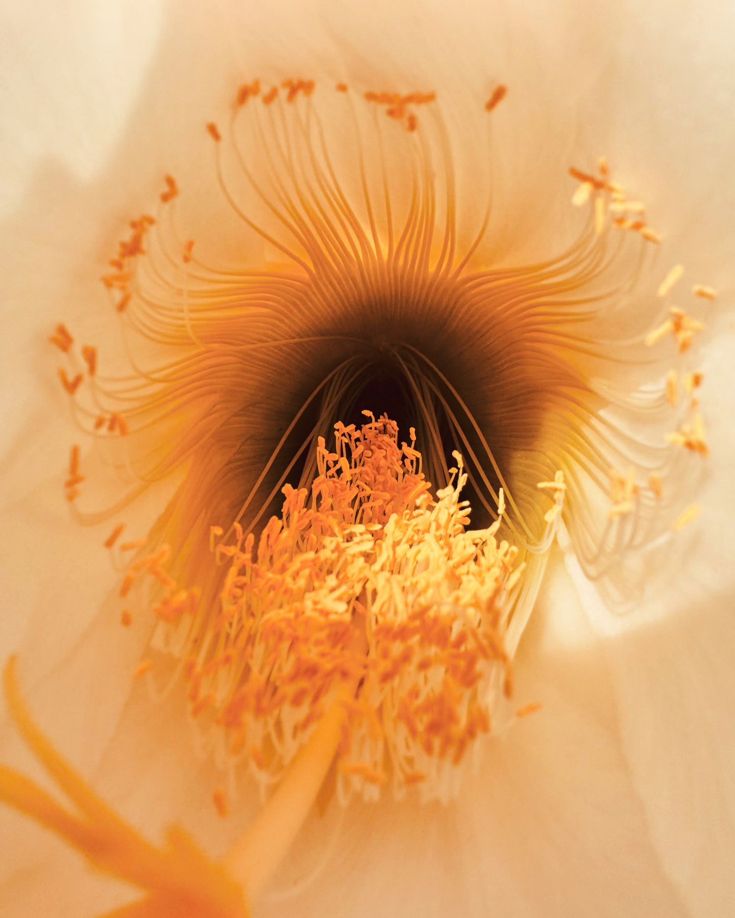 Close-up macro photo of a white cactus flower center with golden stamens and dark pistil.