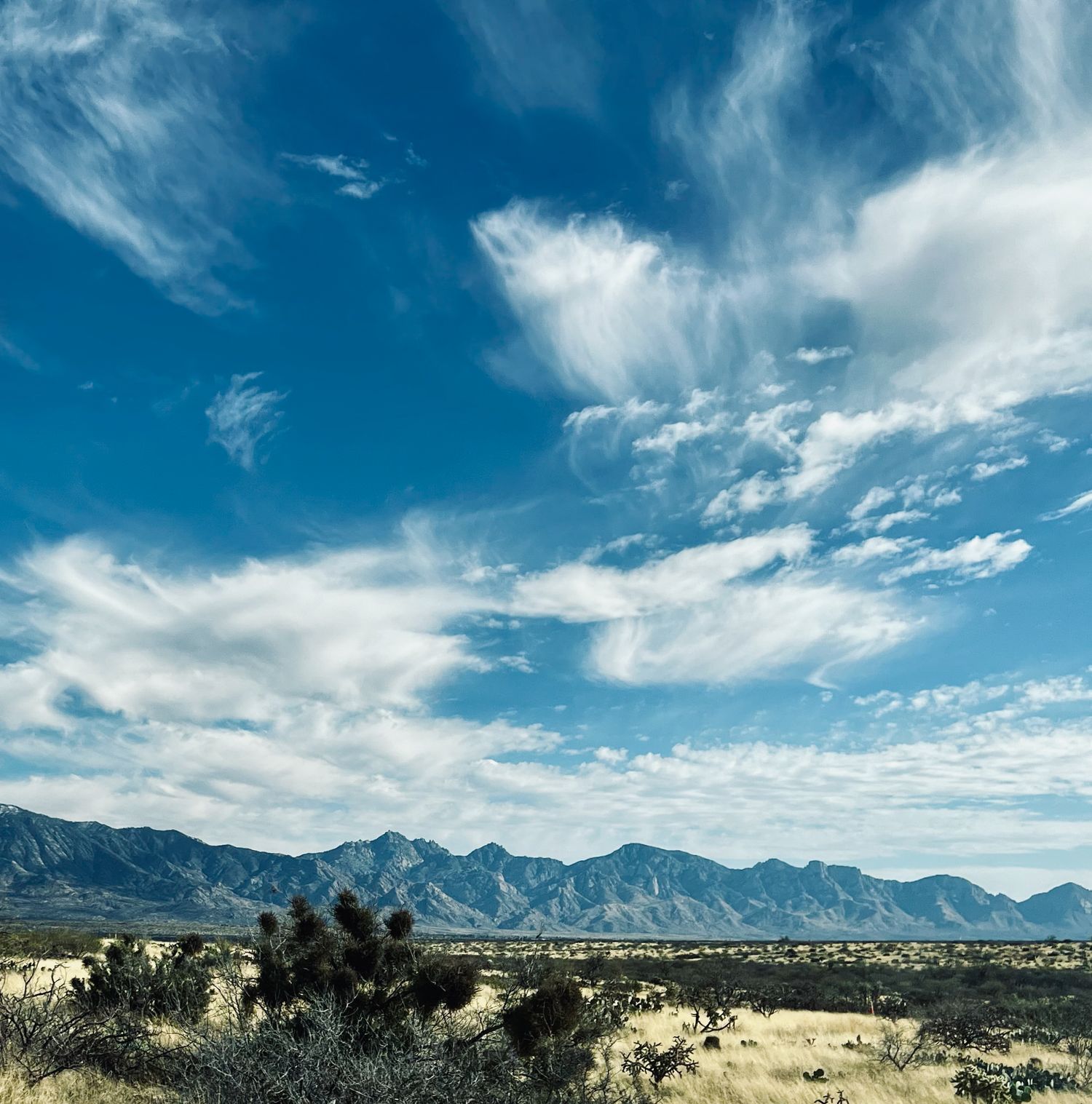 Desert landscape with Joshua trees and the Santa Catalina Mountains under a blue sky with wispy clouds.