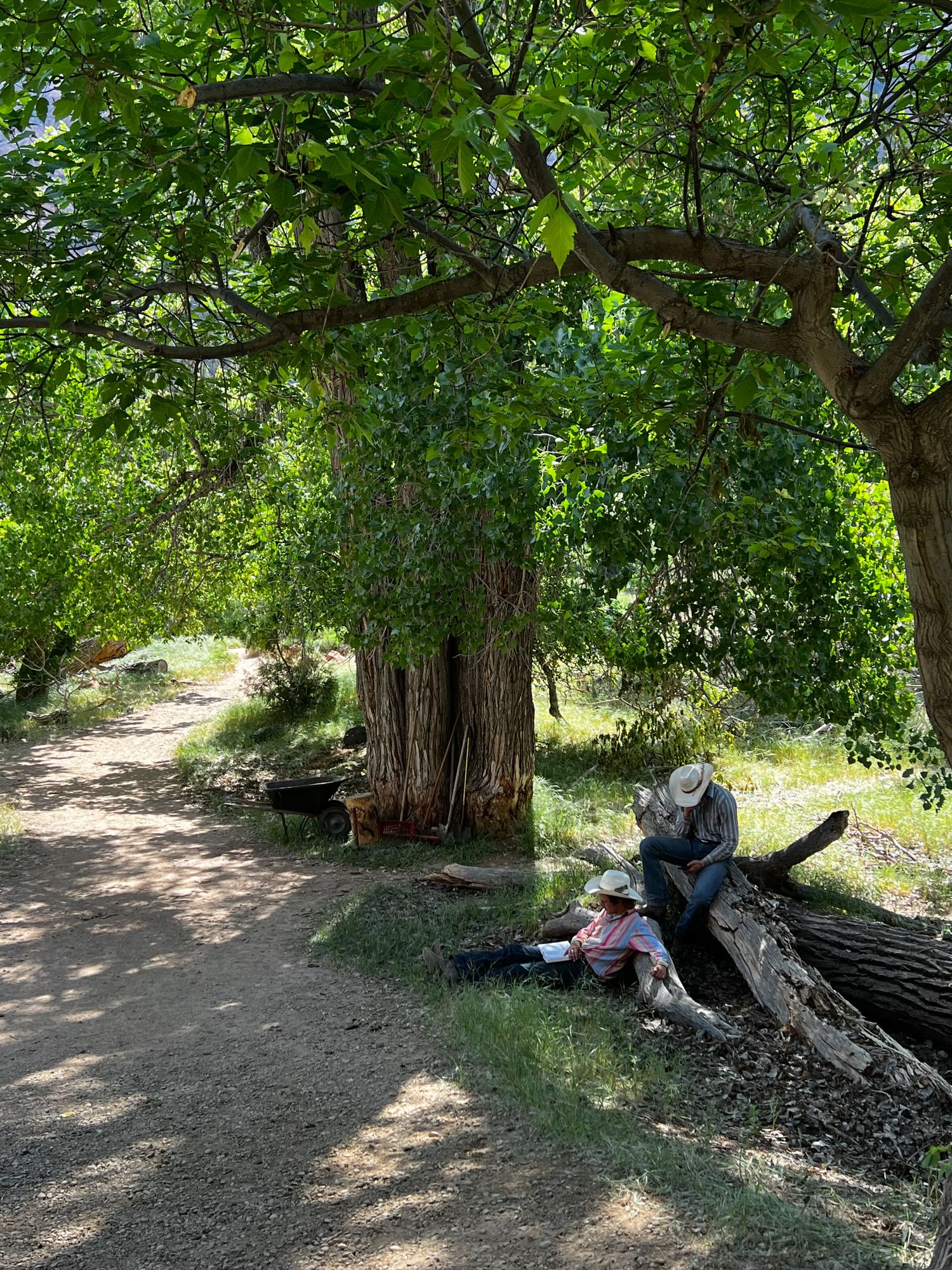 Person resting against fallen log under large shade tree on a peaceful forest hiking trail.