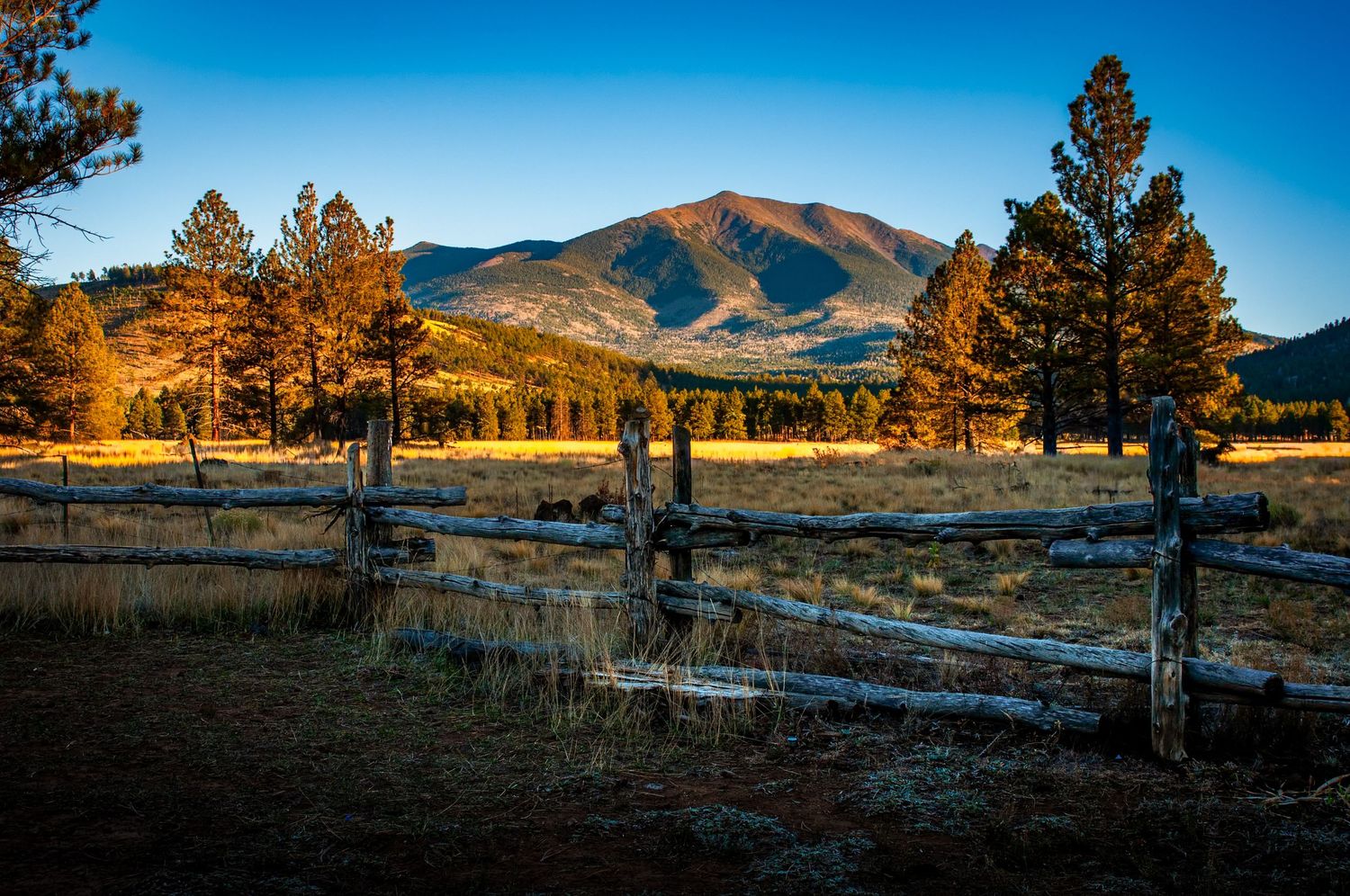 Golden hour landscape of a mountain meadow with rustic wooden fence and pine trees under a clear blue sky.