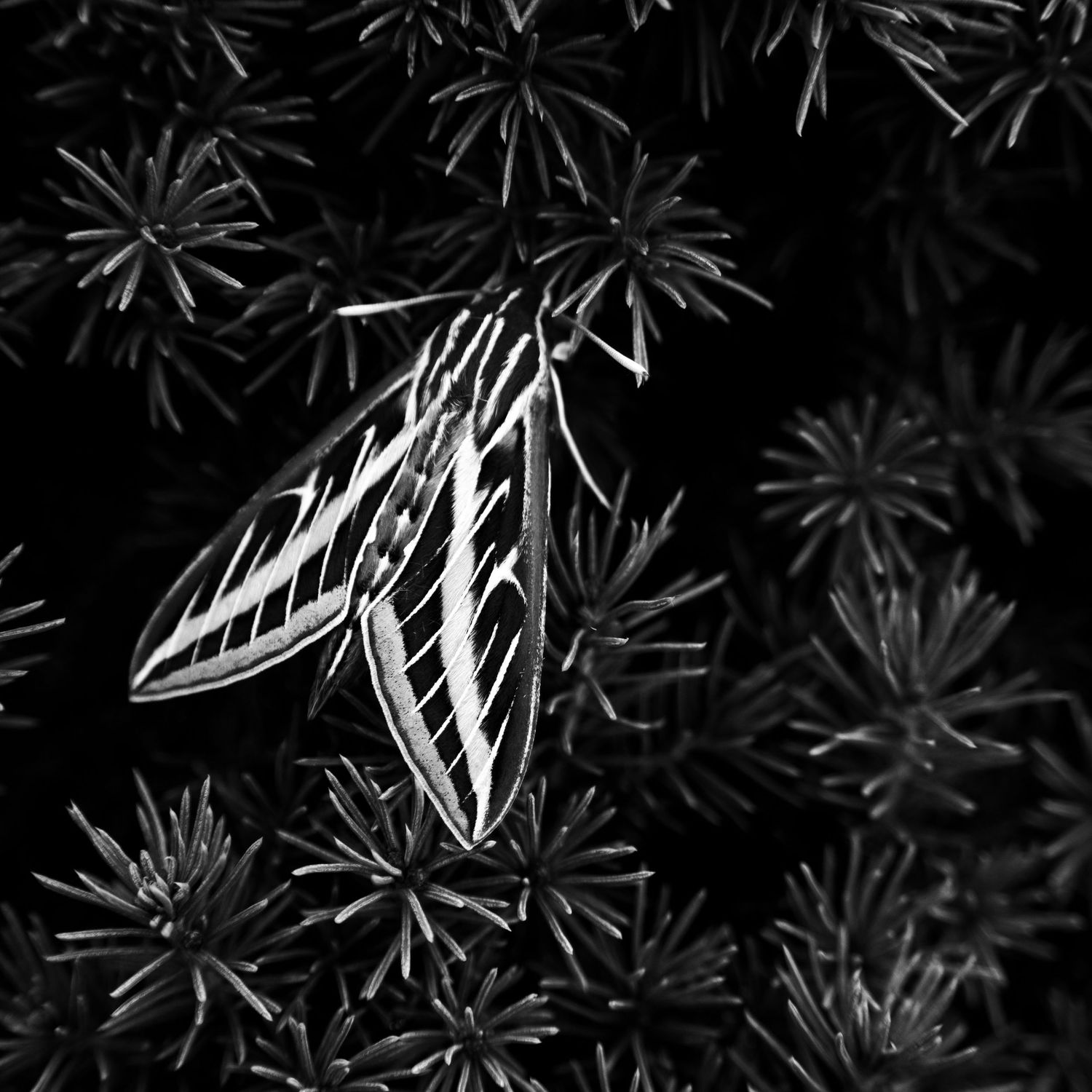 Black and white macro photo of a moth with patterned wings resting on dark spiky plants.