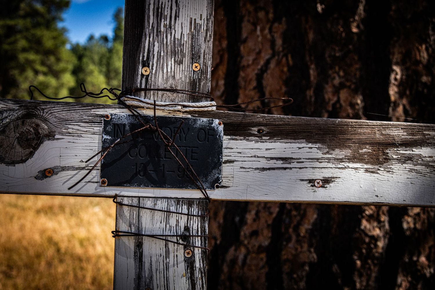 Close-up of a weathered wooden fence post with rusty wire and metal hardware against a tree trunk.