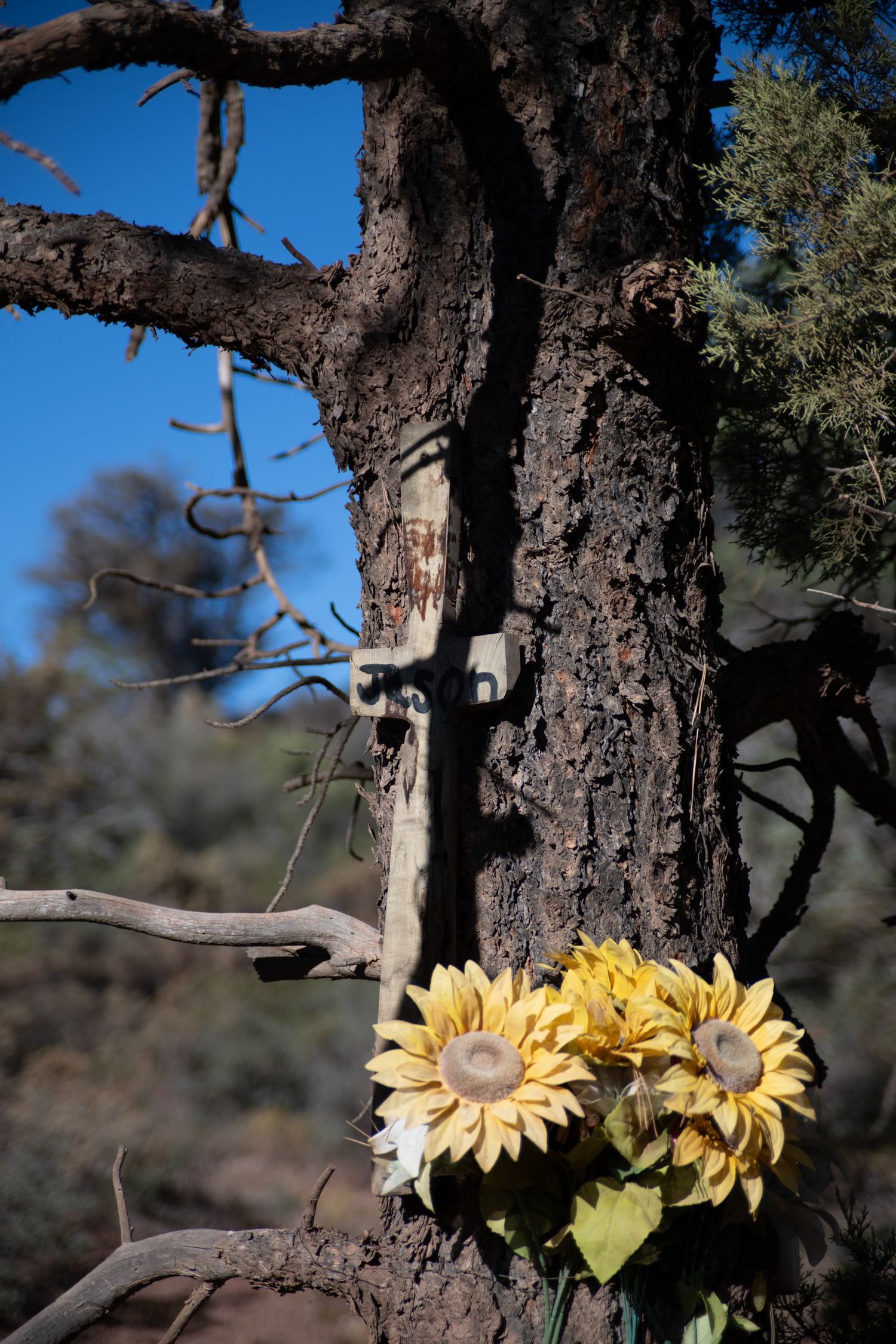 Faded artificial sunflowers placed at the base of a fire-scarred tree trunk under a clear blue sky.