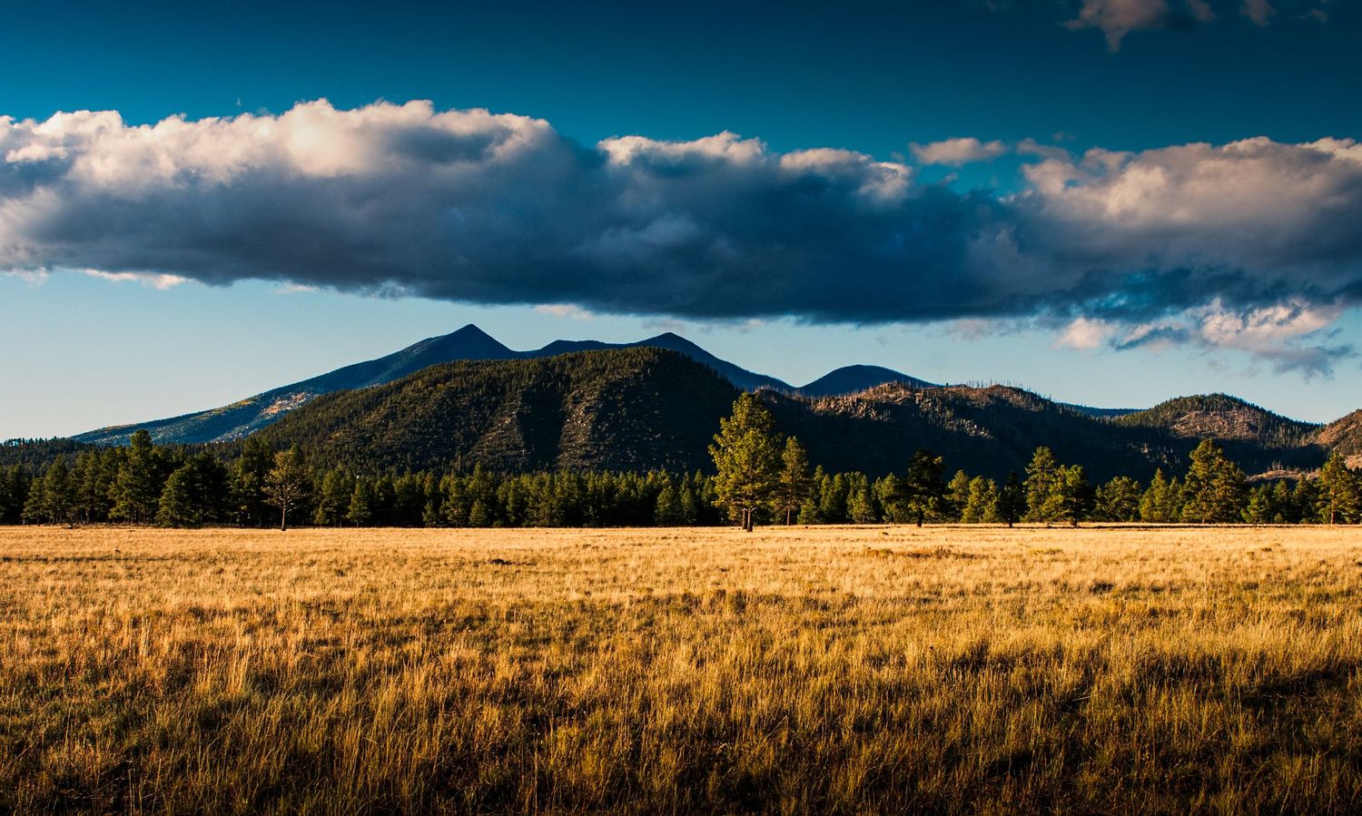 Golden meadow landscape with mountain peaks and pine forest under dramatic blue sky with billowing white clouds.
