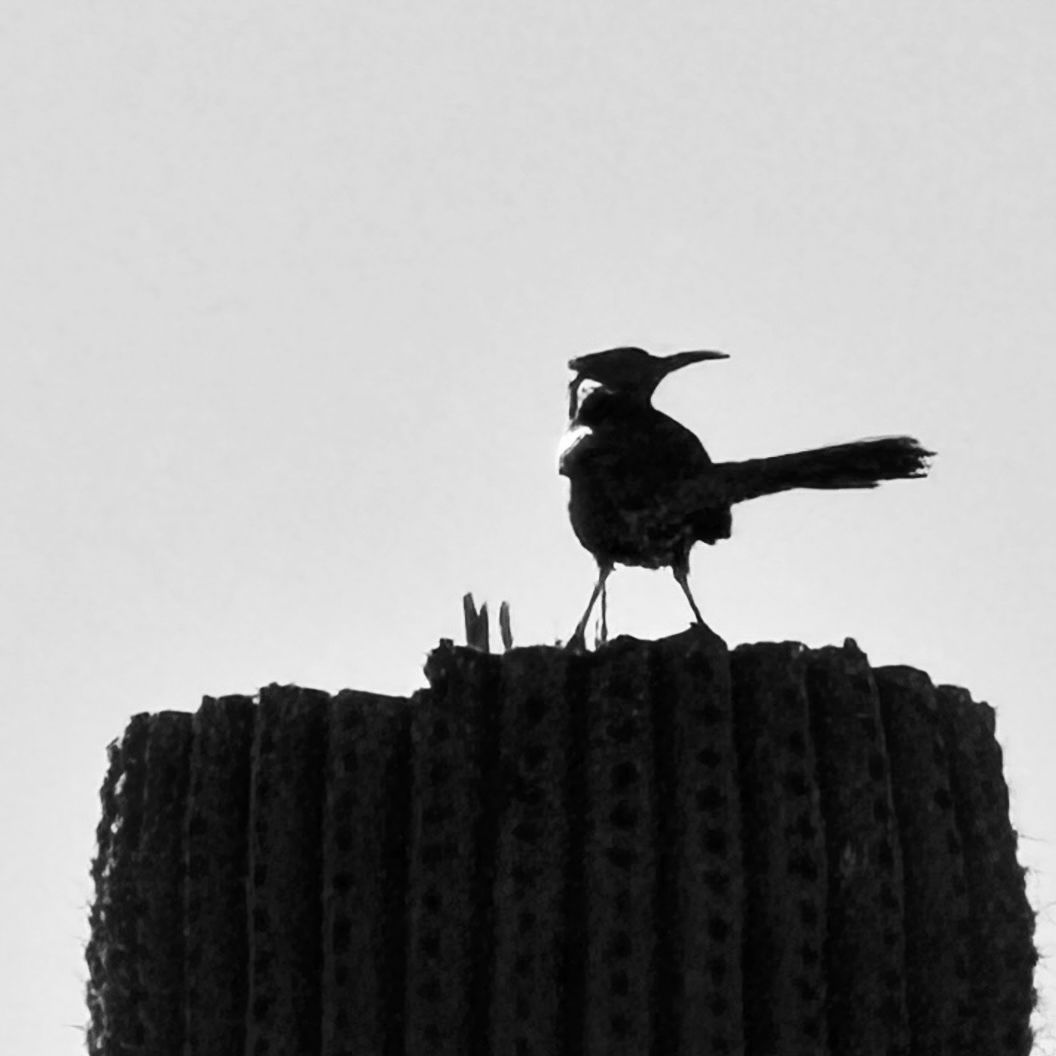 Black and white silhouette of a crested bird perched on top of a tall saguaro cactus.