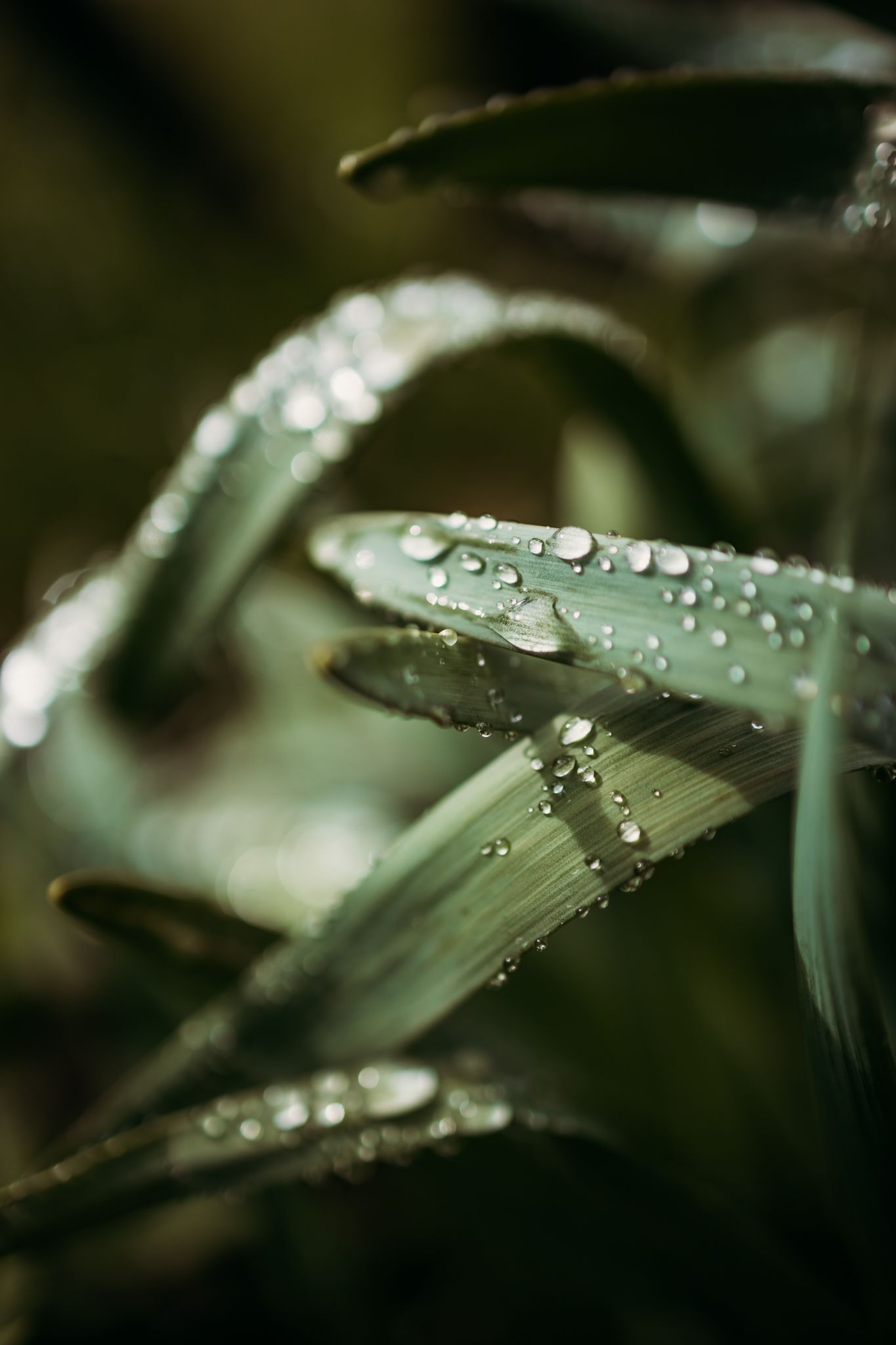 rain drops sit on a leaf
