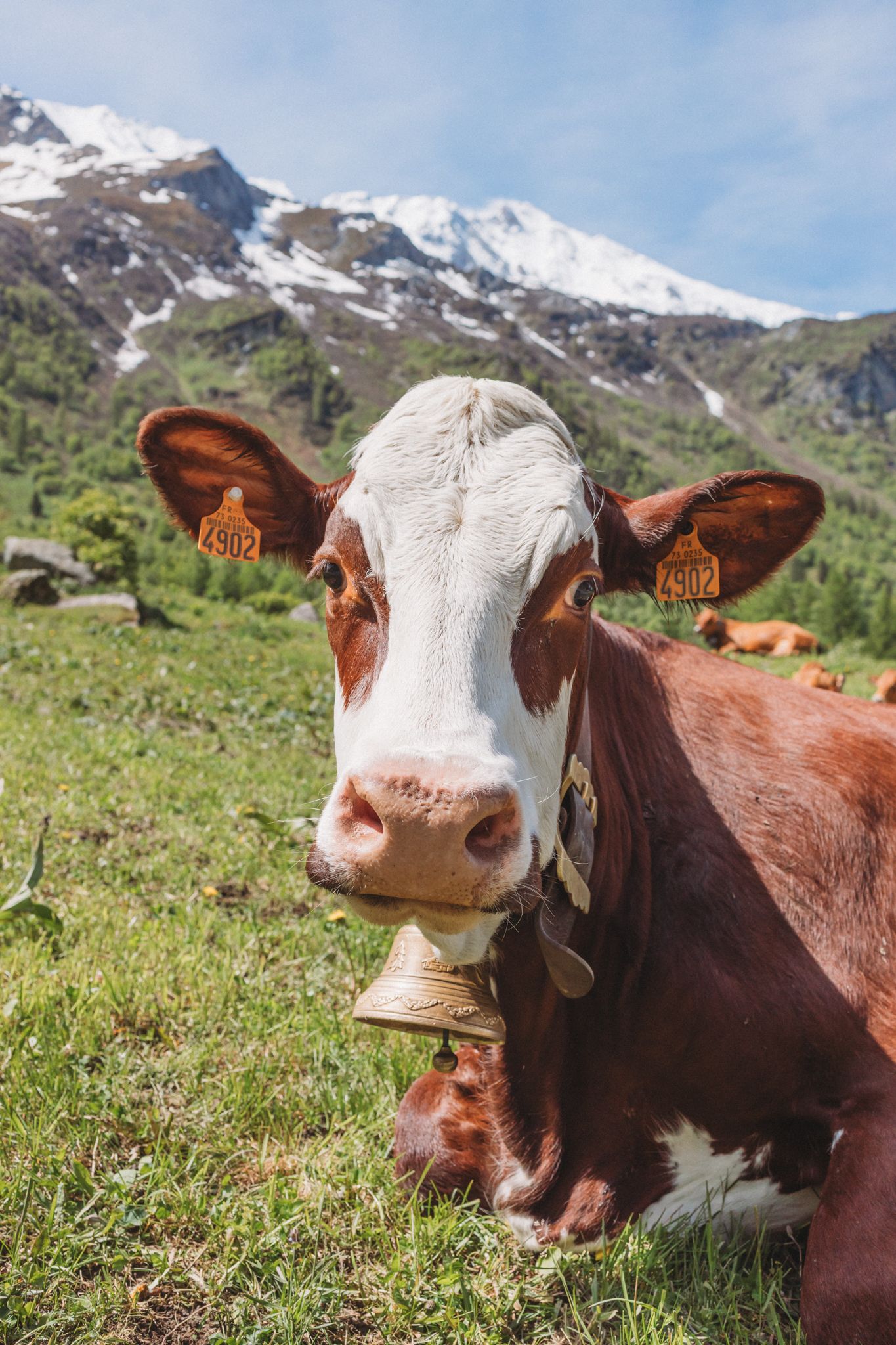 an alpine cow lays on green grass wearing a cow bell