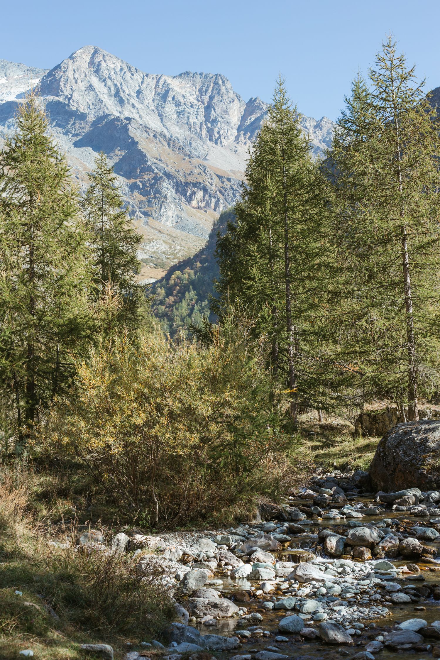 trees behind a mountain stream in front of large mountains in summertime