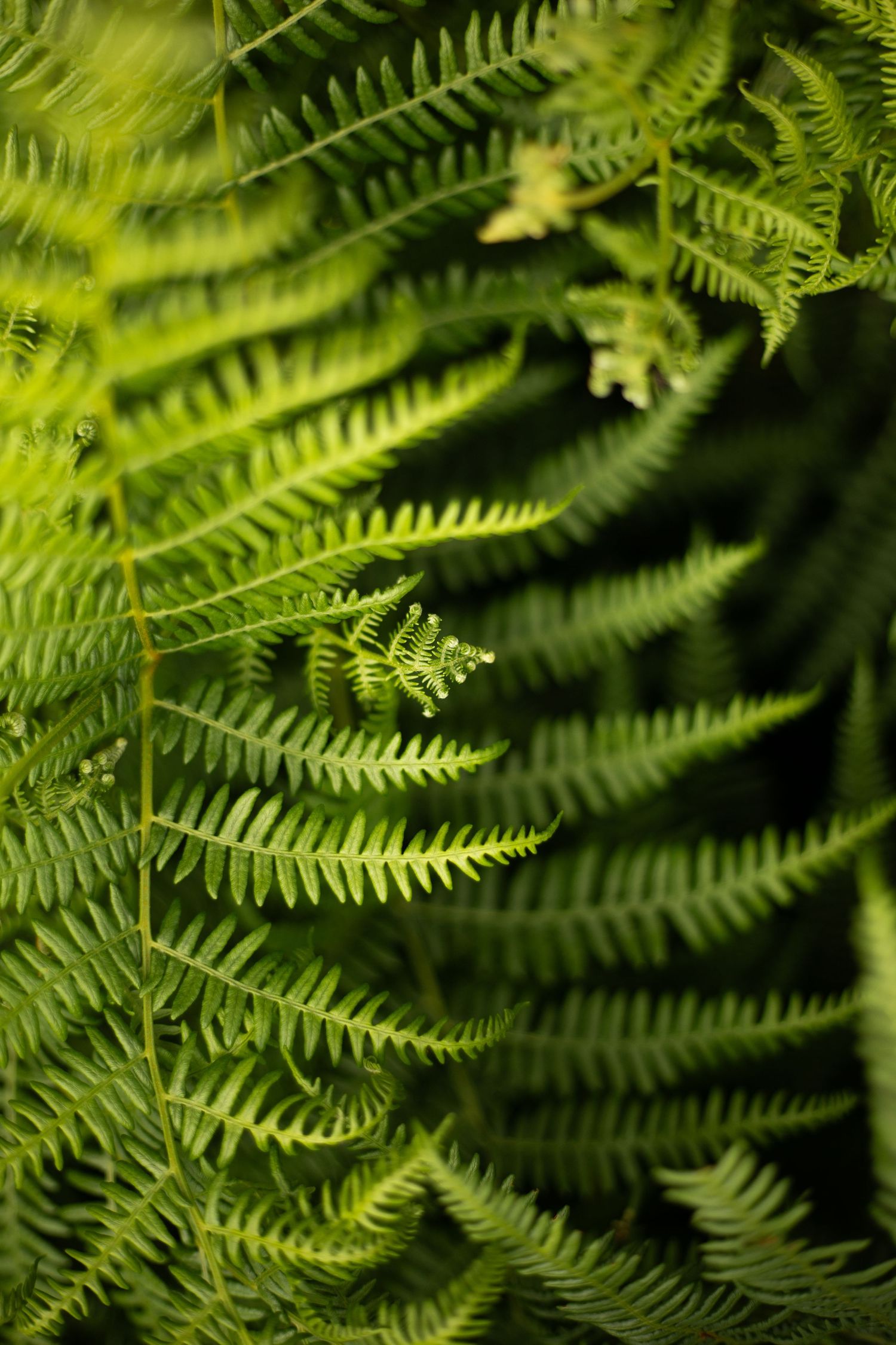 close up detail of a bright green fern leaf on a dark background