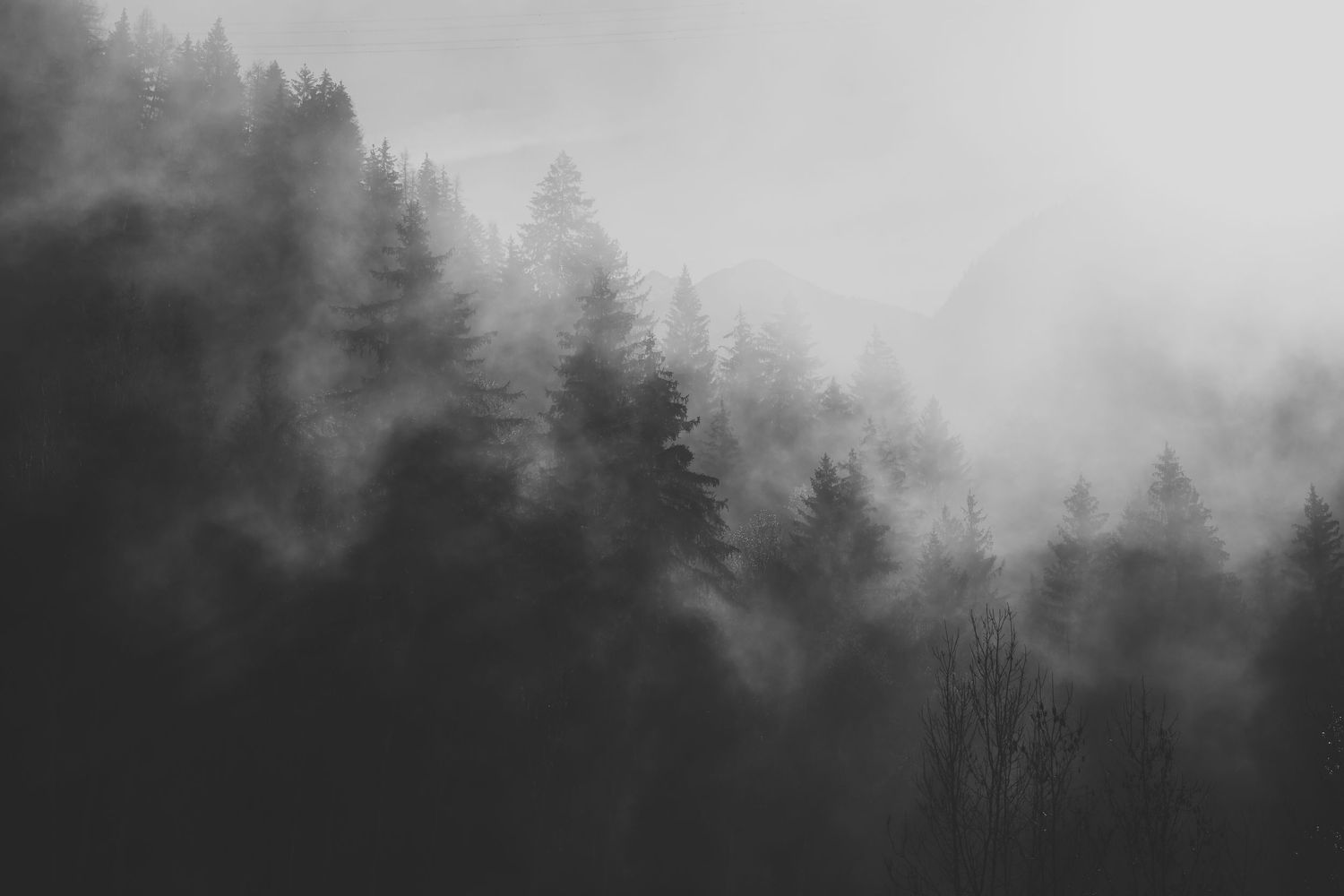 black and white image of mist rolling through pine trees