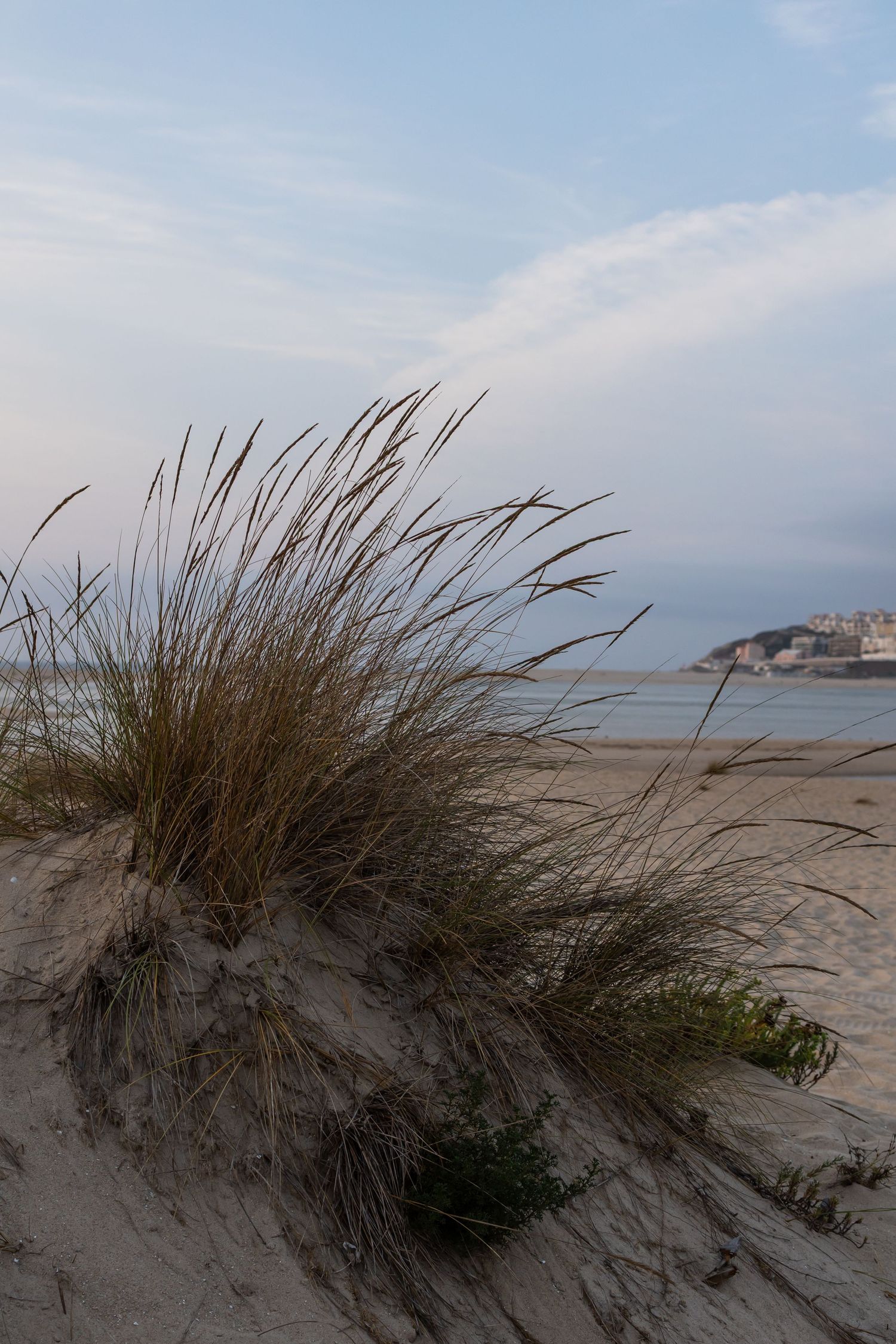 beach grass blows in the wind growing from a sand dune