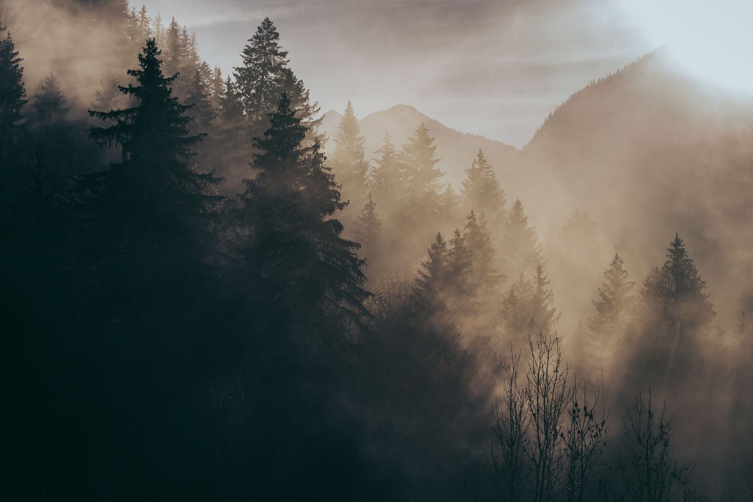 mist rolling through pine trees