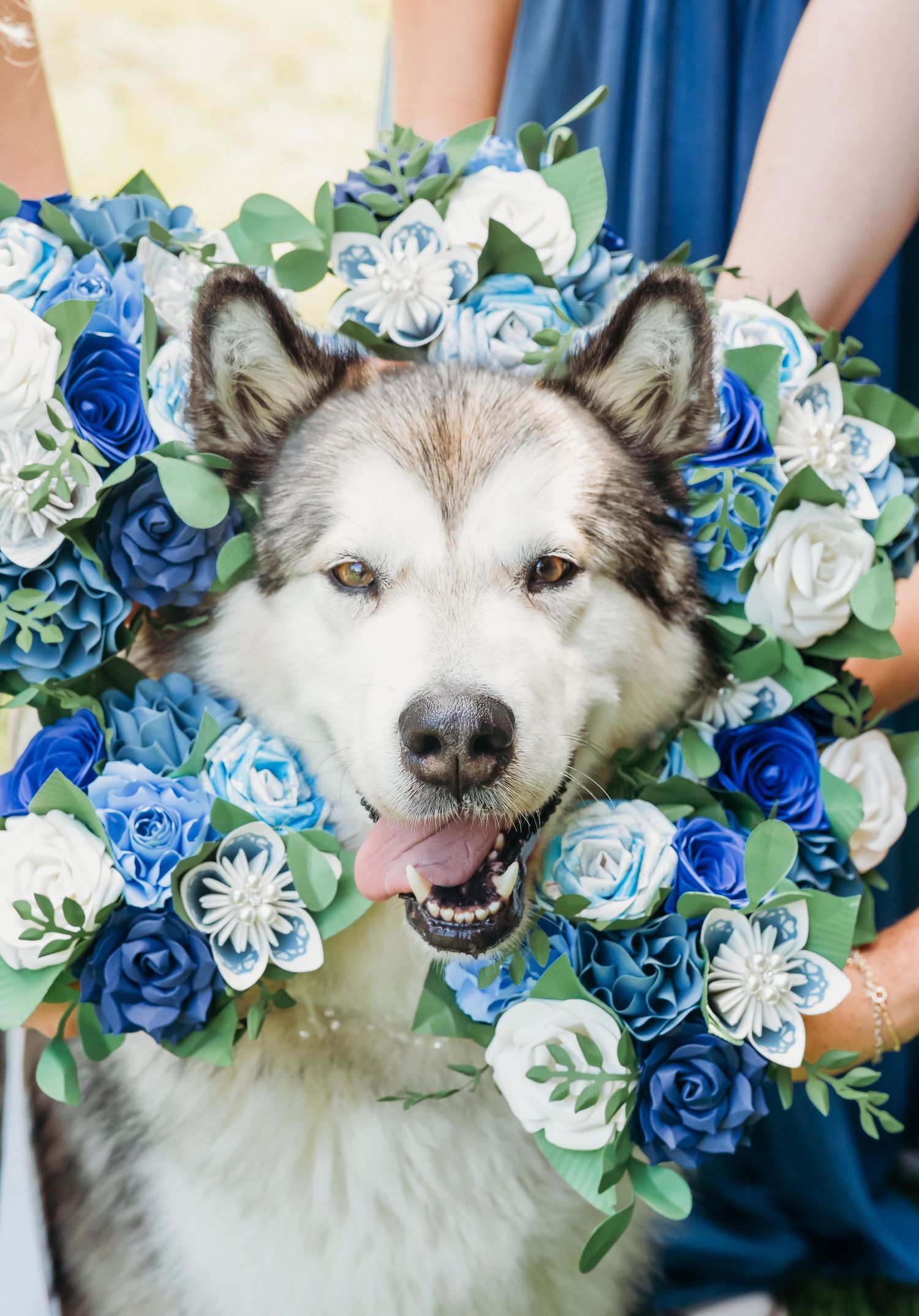 malamut dog surrounded by paper flowers during wedding day