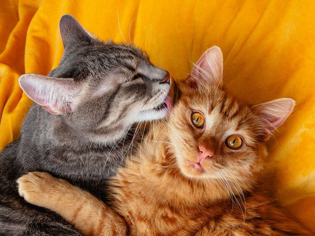Jack and Johhnie, my cats
