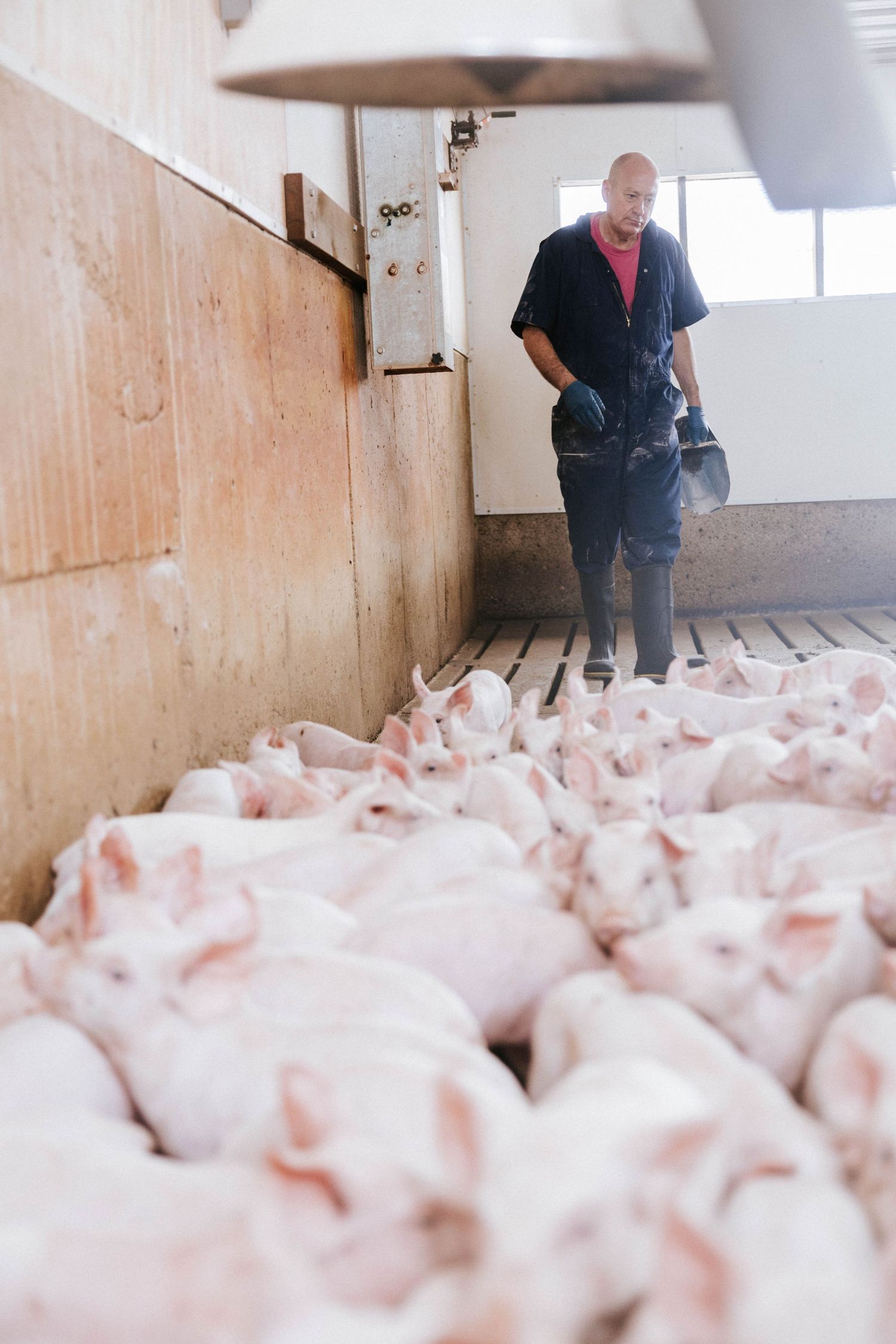 A farmer monitors a large group of young piglets in a modern indoor pig farming facility.