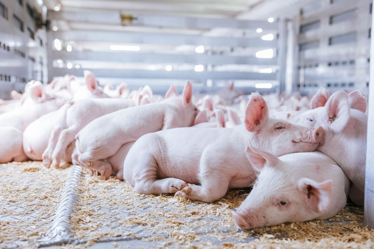 Young pink piglets resting together on straw bedding inside a bright, modern pig farm facility.