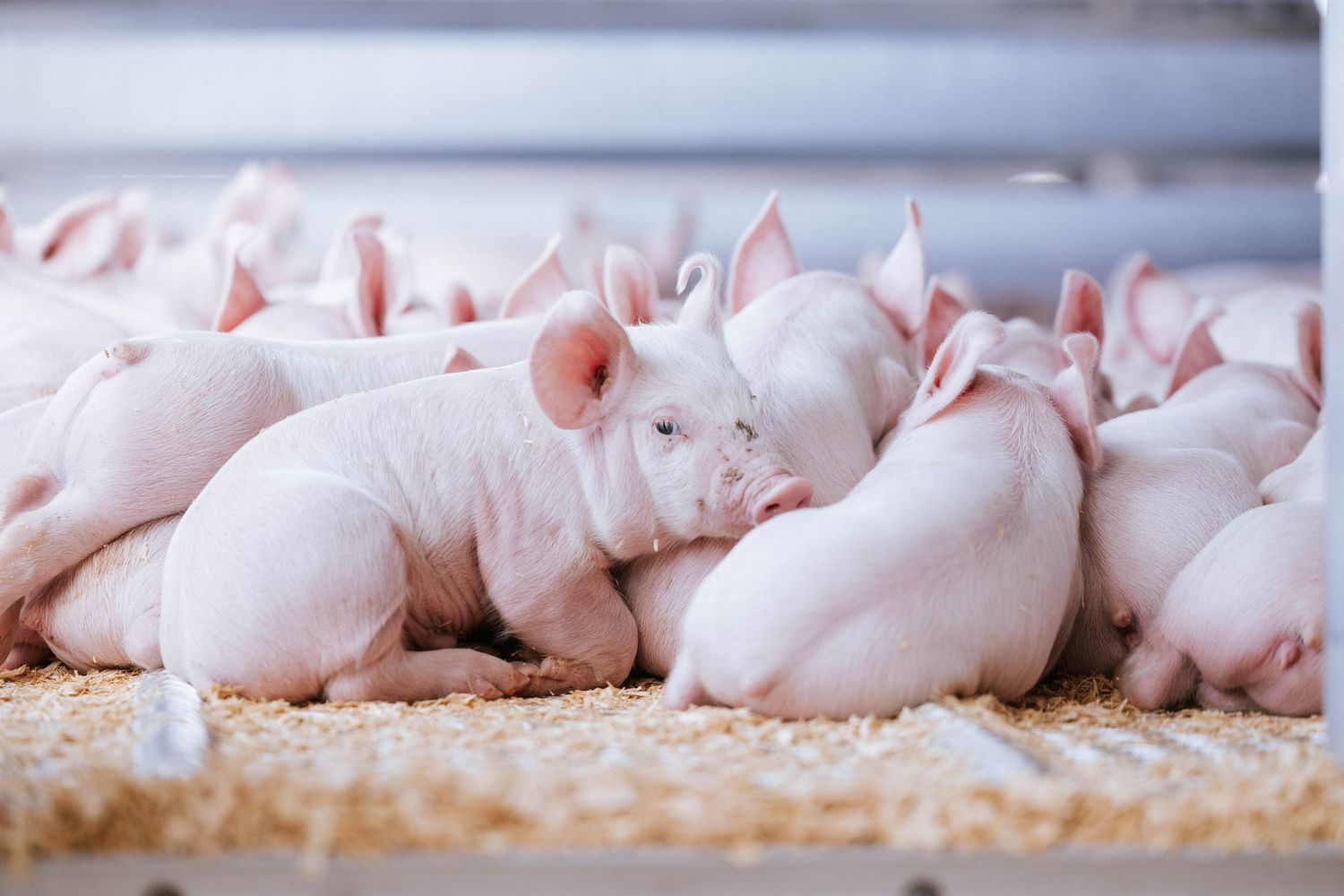 Newborn pink piglets huddled together on straw bedding in a clean farm nursery pen.
