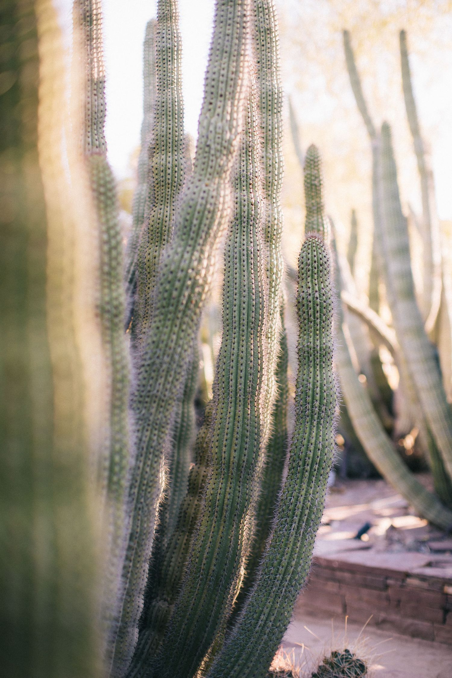 Arizona