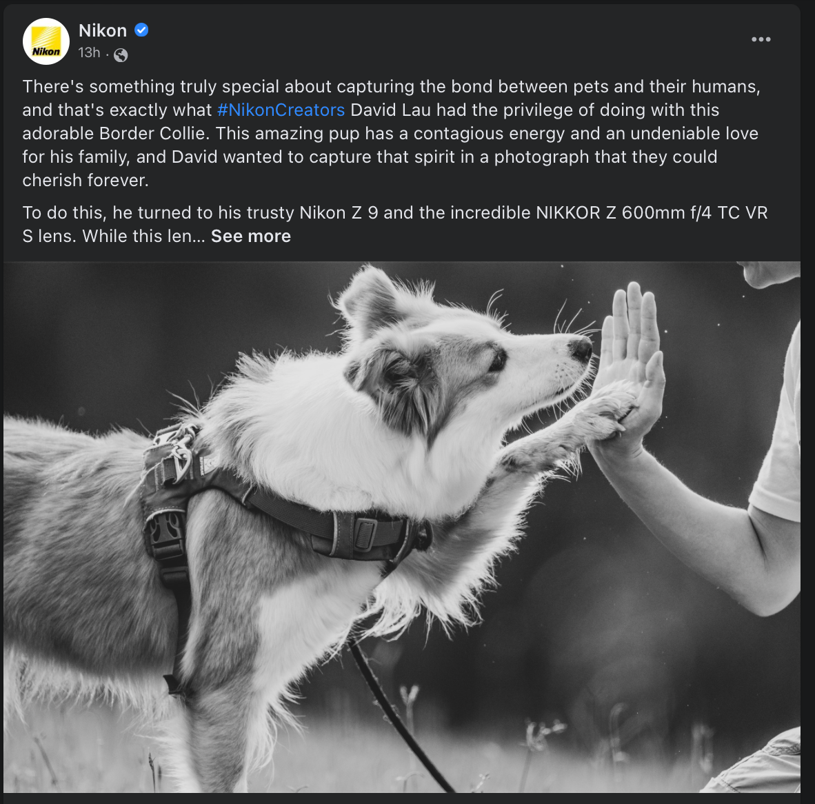 Nikon Dog Photography feature by David Lau