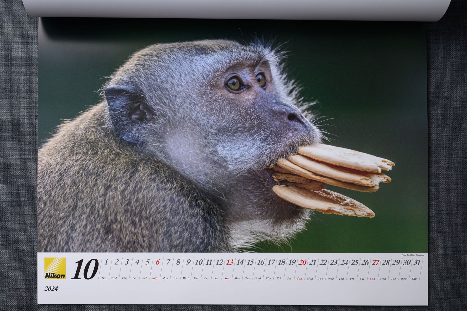 Long-tailed macaque with crackers in Singapore, photographed by David Lau, featured in the 2024 Nikon Worldwide Calendar