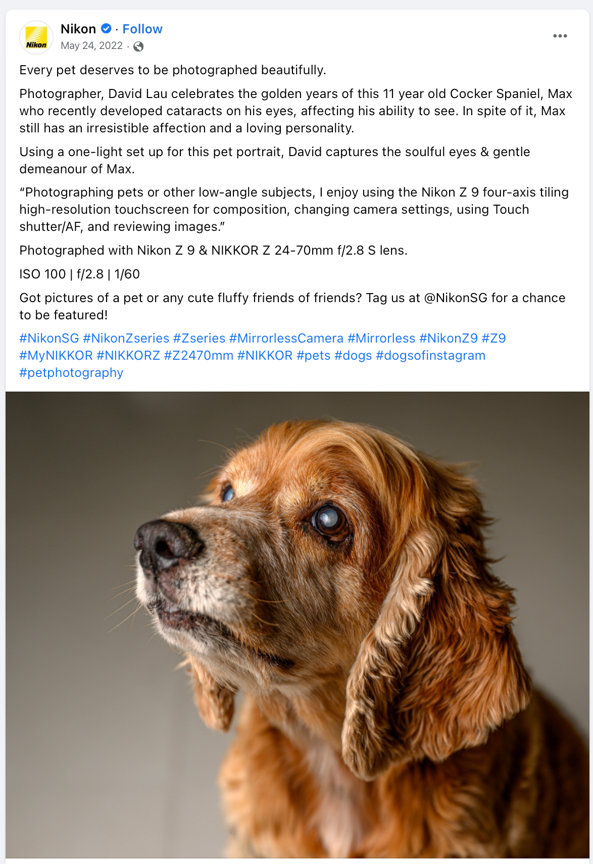 NIkon Dog Photography feature by David Lau
