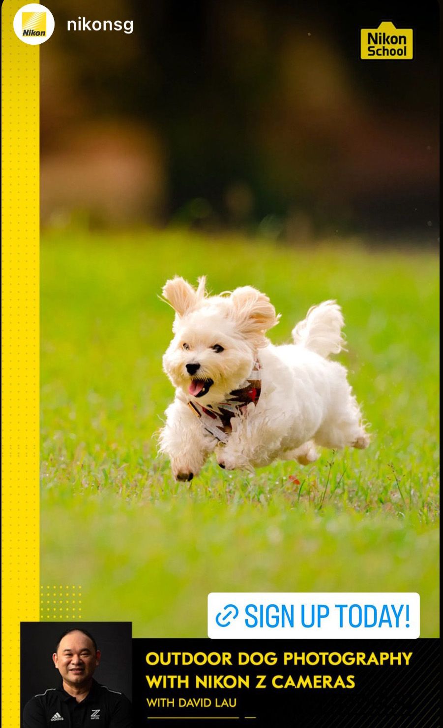 Nikon dog photography workshop led by David Lau  in Singapore
