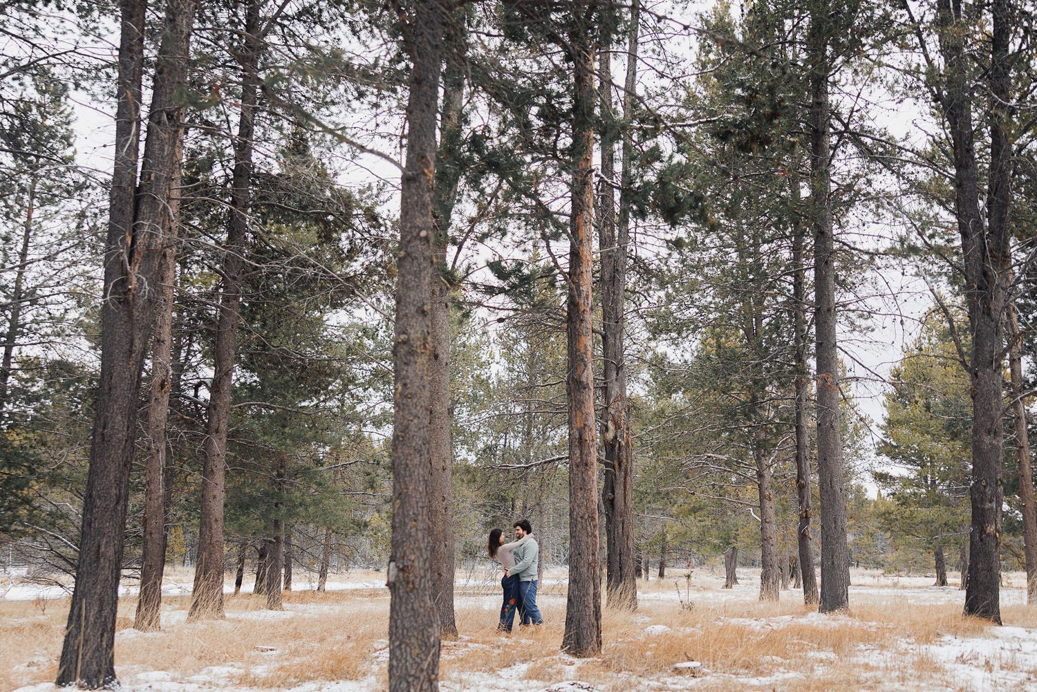 A panoramic winter scene of a snowy pine forest with people walking through the scattered trees.