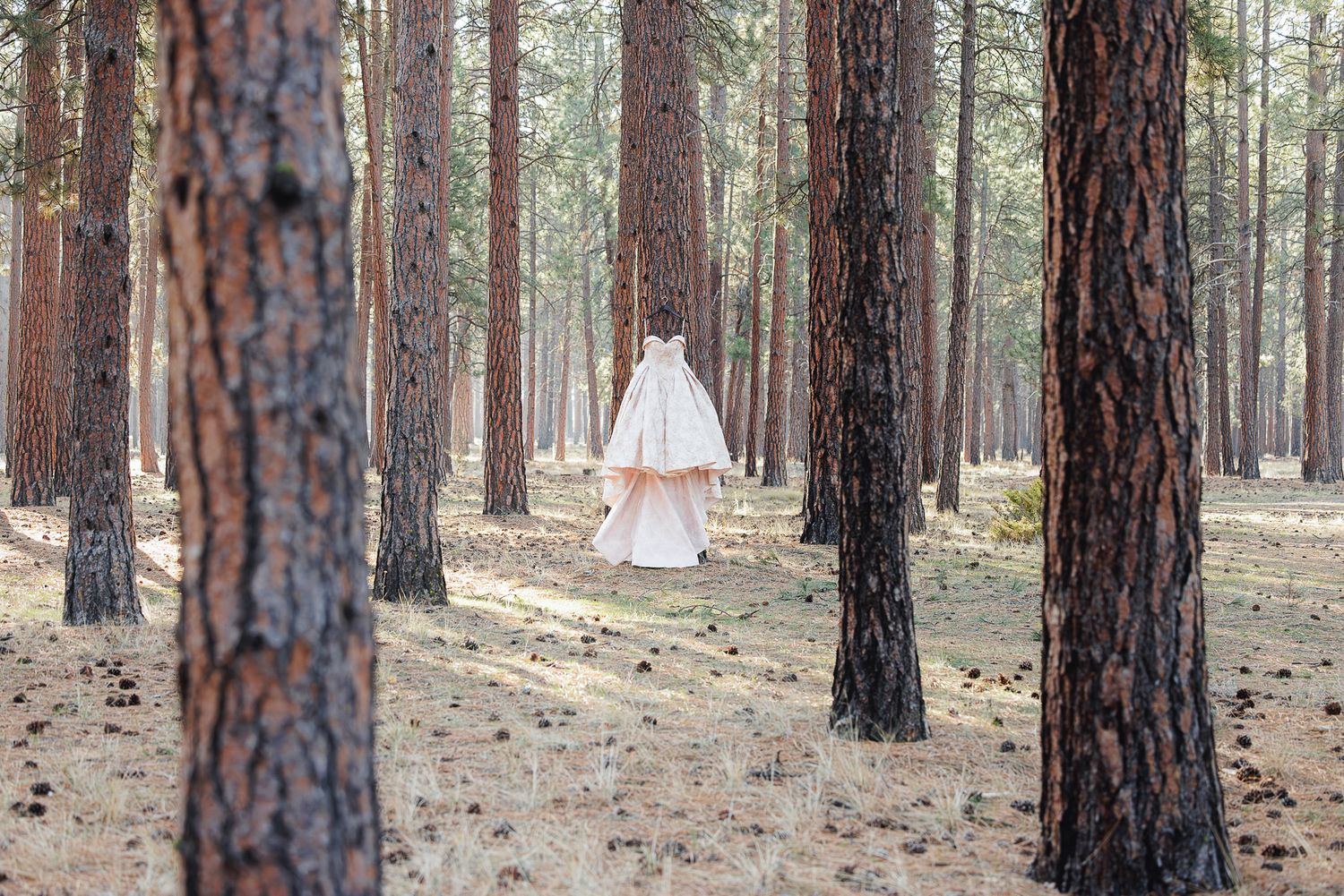 A white wedding dress hangs between tall pine trees in a serene forest setting.