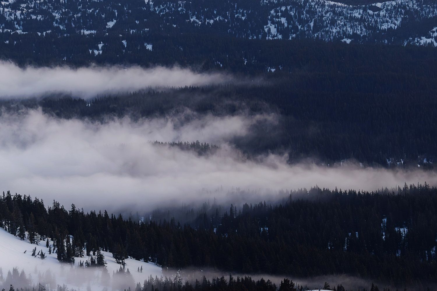 Panoramic view of foggy mountains with evergreen forests and low-lying clouds drifting through the valleys at sunrise.
