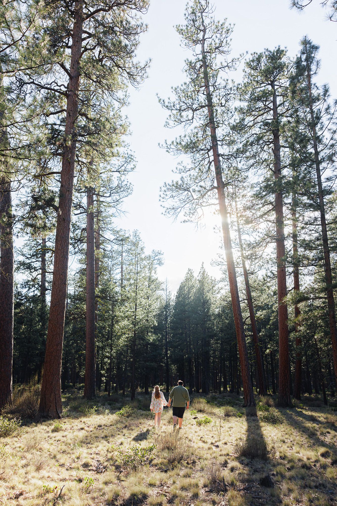 Couple holding hands walking through tall pine forest with sunlight streaming through trees.