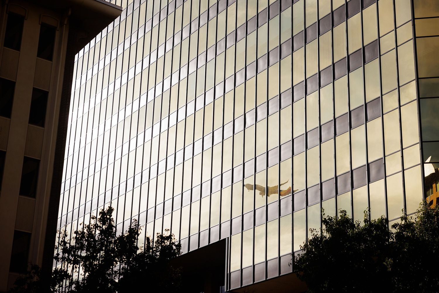 Sunlight reflects off a modern glass office building facade with silhouetted trees in the foreground at sunset.